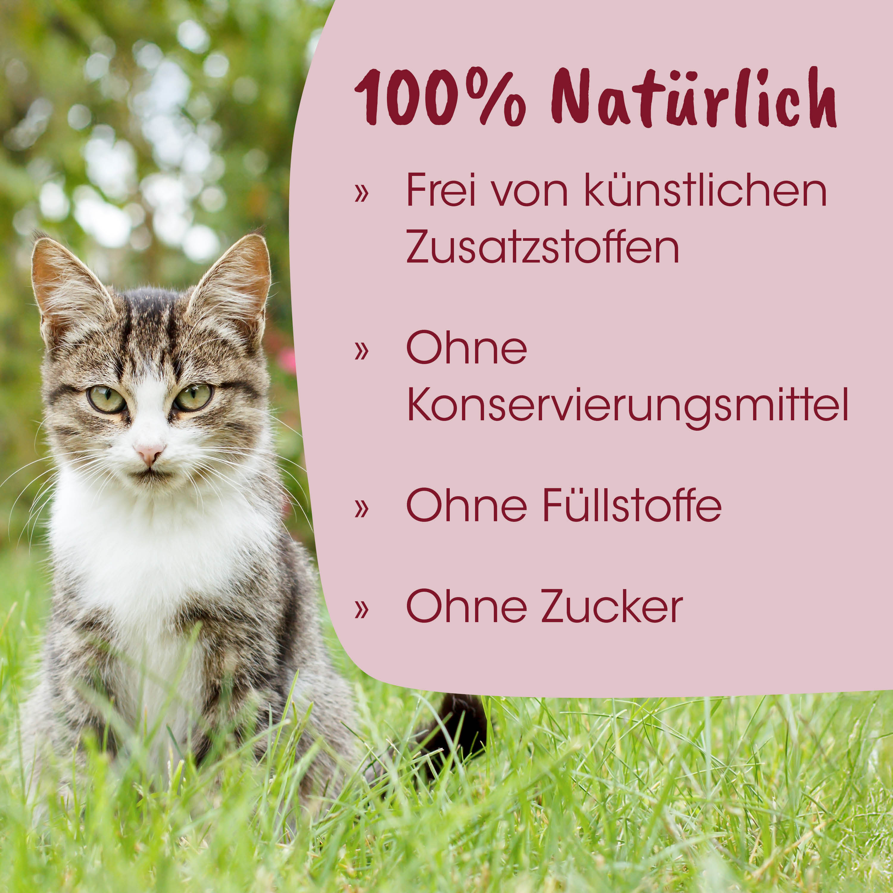 Katze, Tierfotos, Outdoor, Gras, Hauskatze