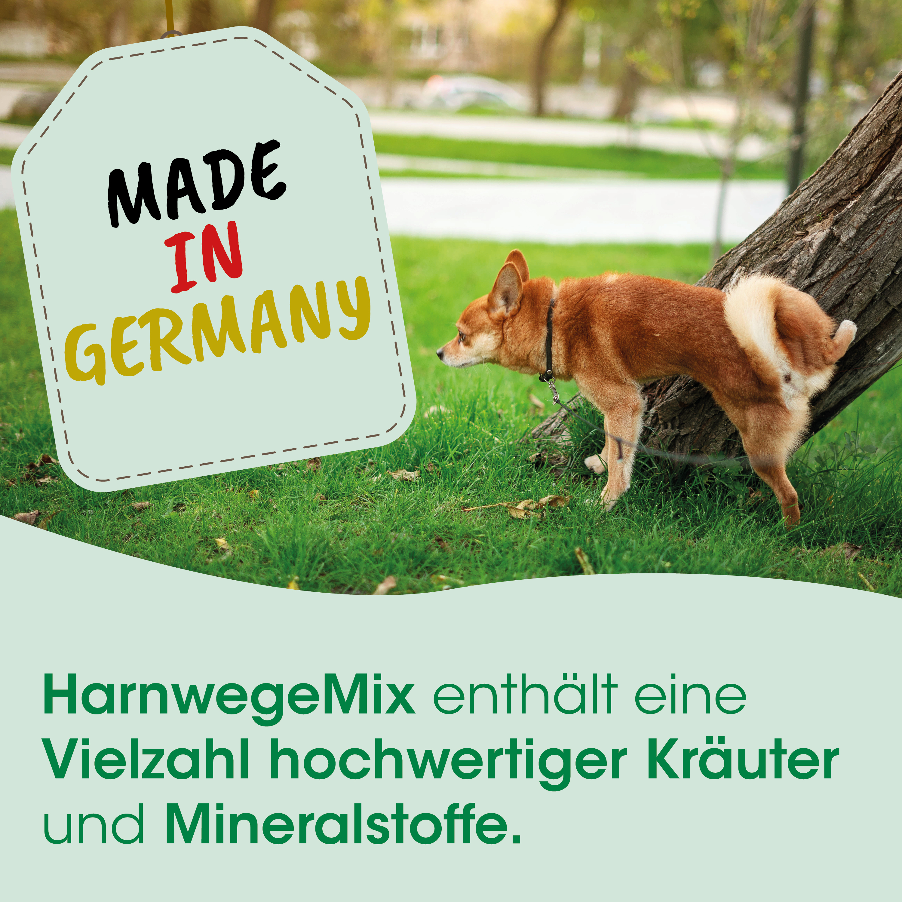 Hund, Tier, braun, Shiba-Inu, Halsband