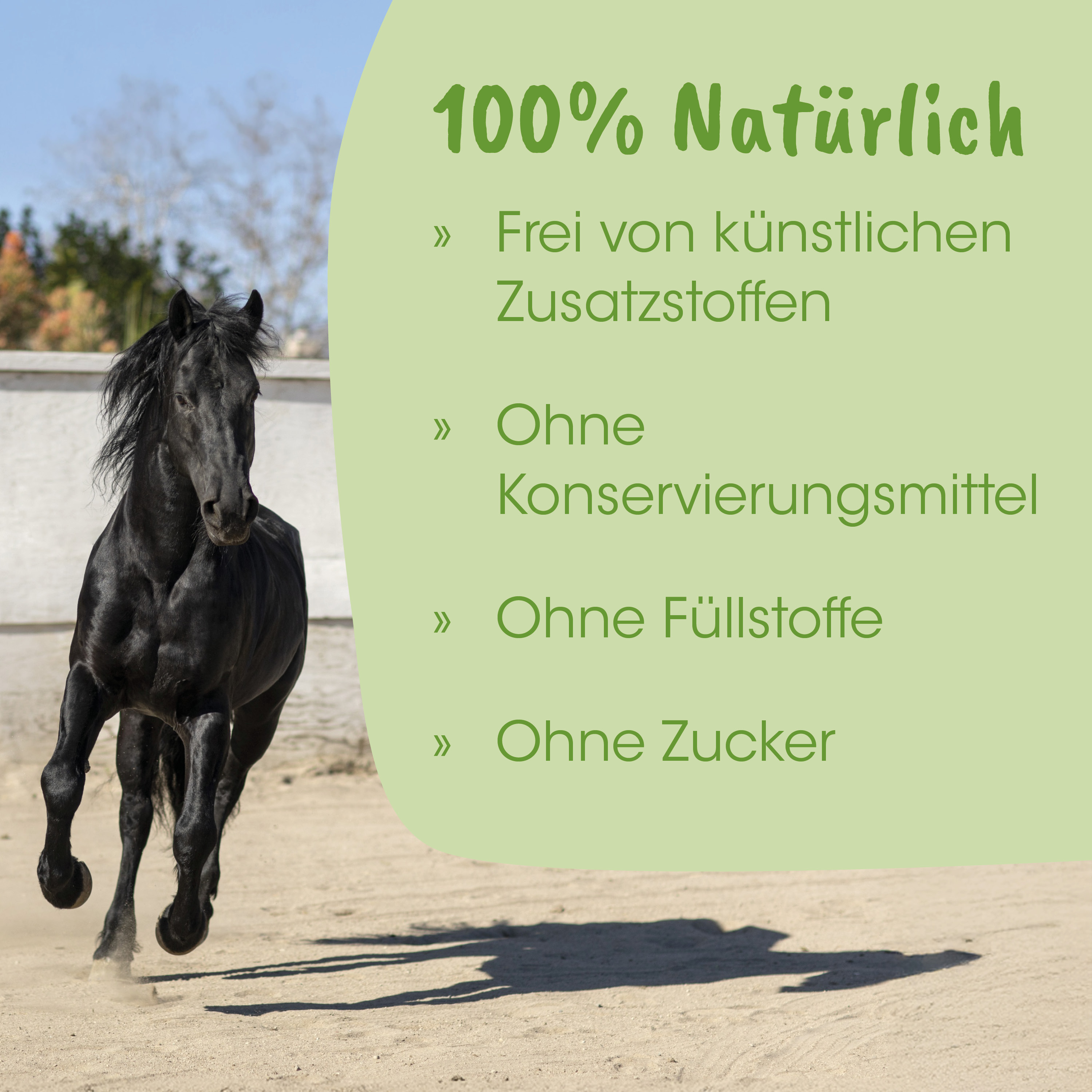 Pferd, Schwarz, Galopp, Poni, Hintergrundmauer