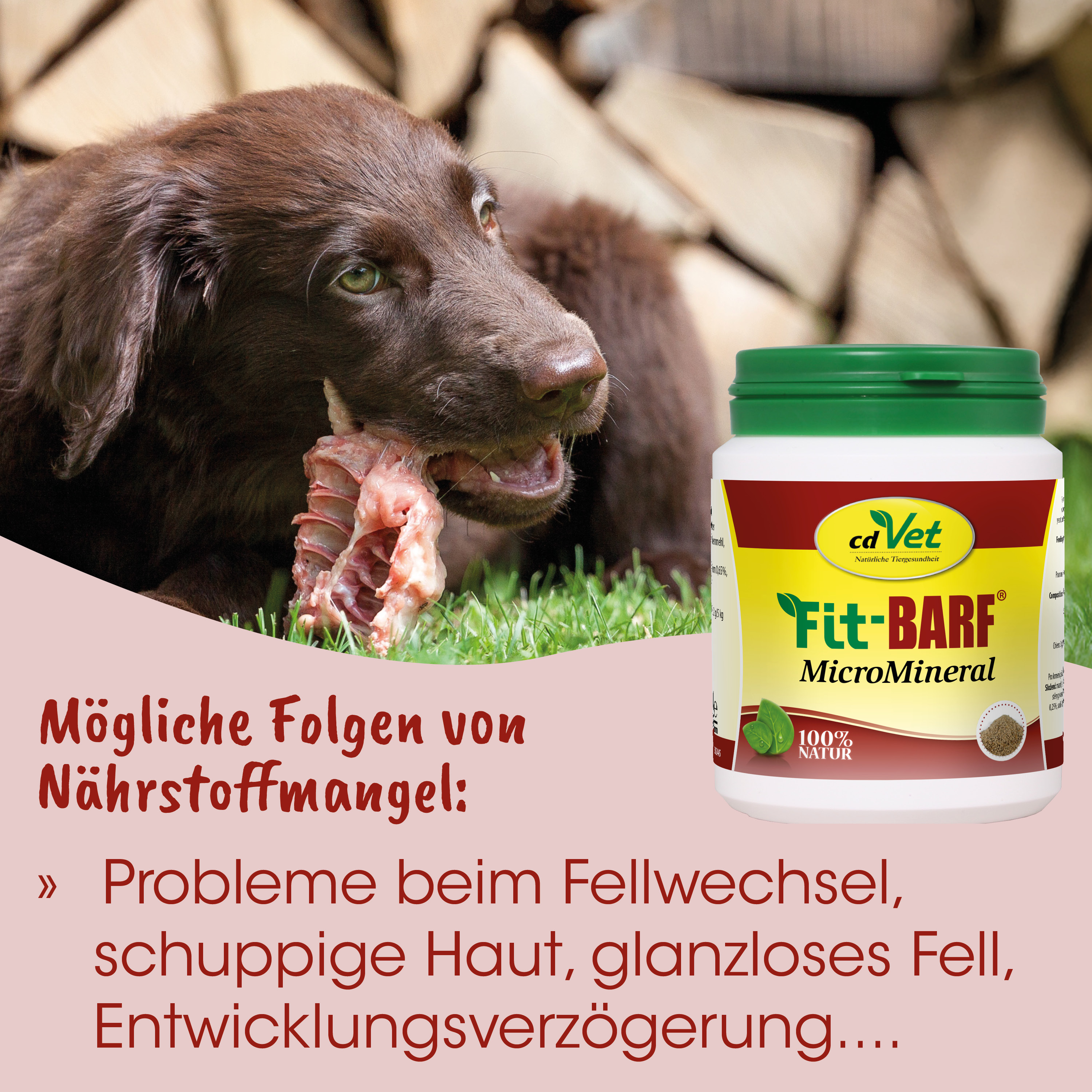 Hund, Knochenkauen, Futterset, Schale, Mikromineralien