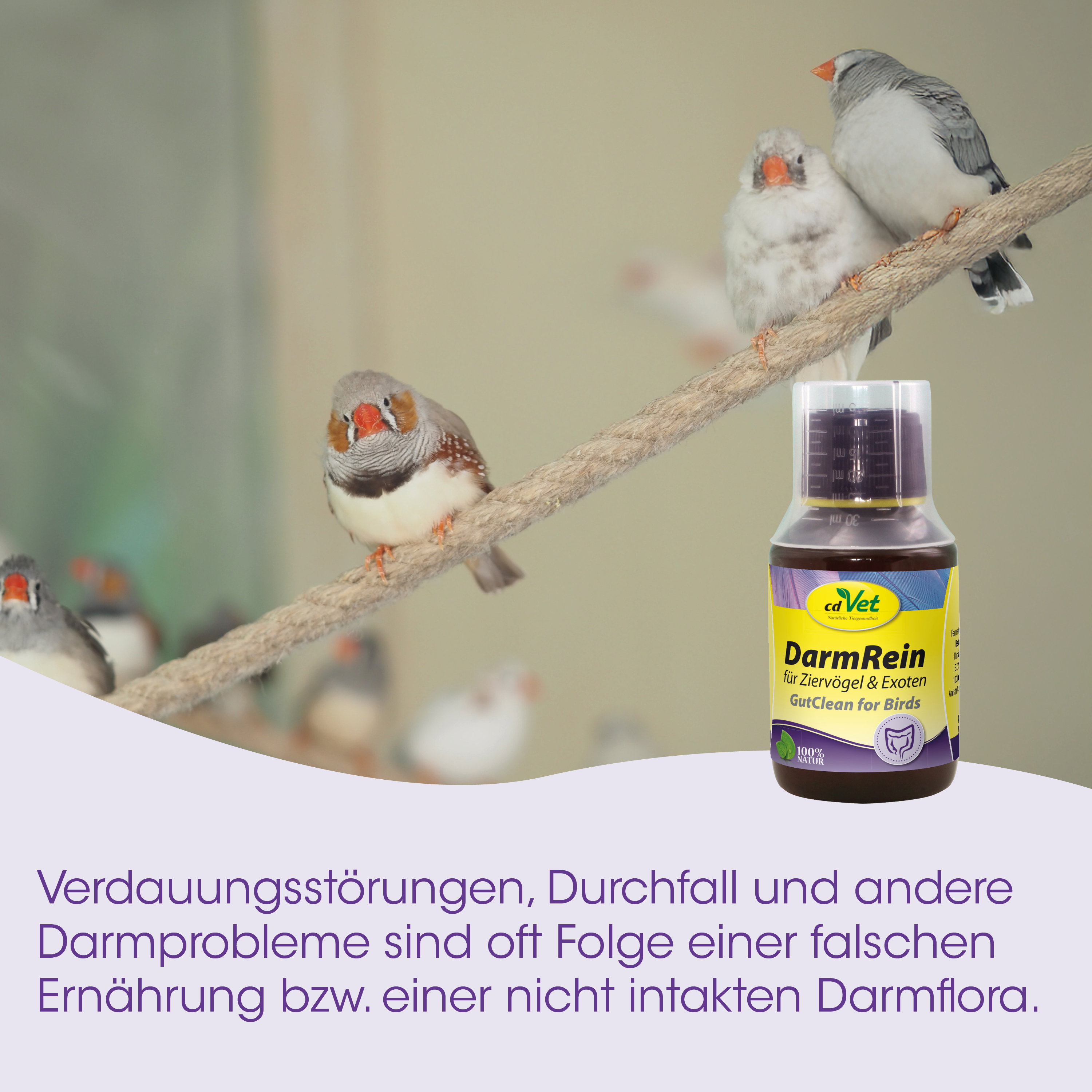 Vogel, Papageien, Kletterstange, Supplement, DarmRein