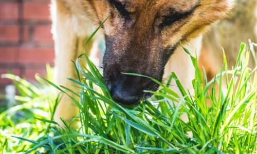 Hund, Gras, Schnüffeln, Fell, Außenbereich