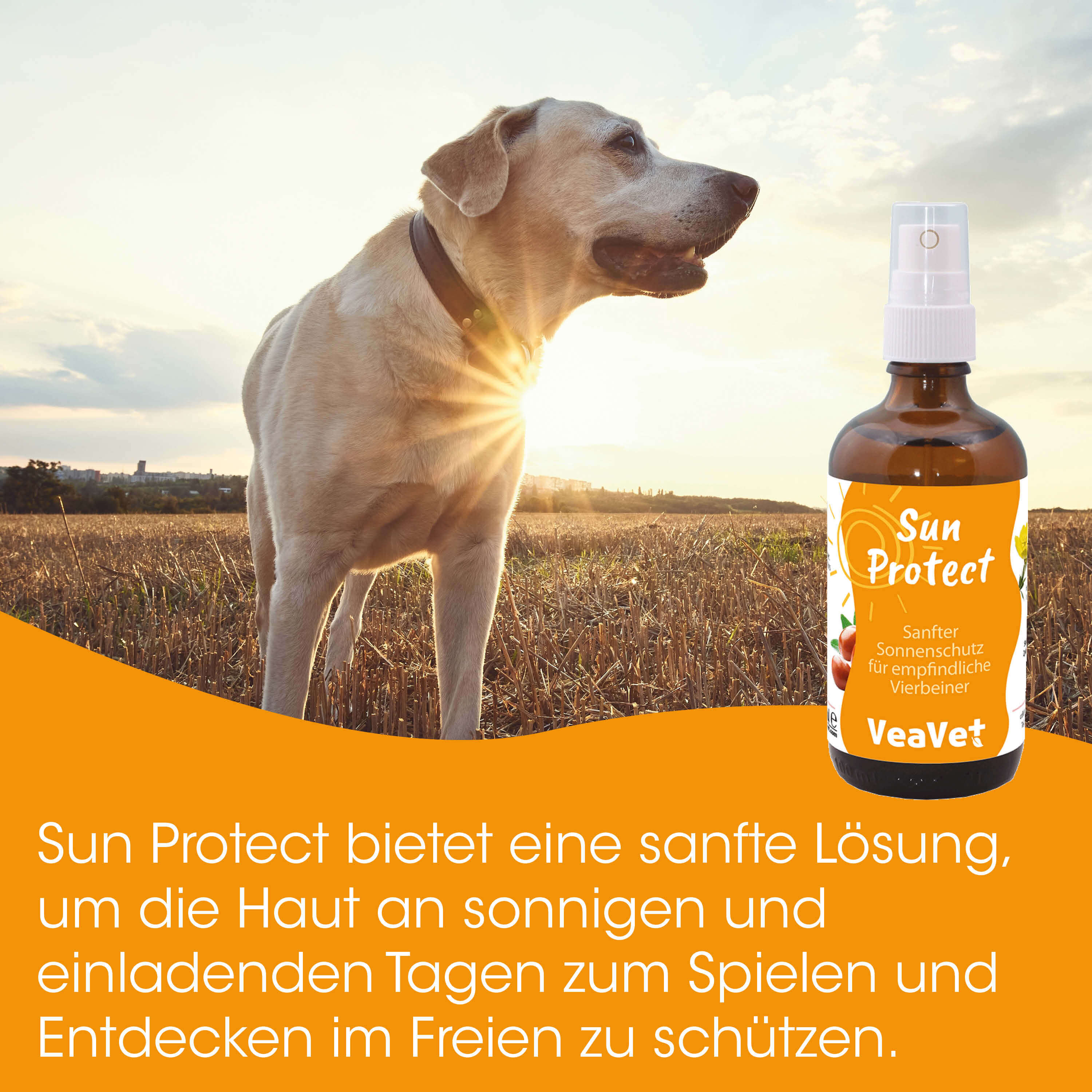 Hund, Hunde-Sonnenbrand, Sonnencreme, Sommer, Tiergesundheit