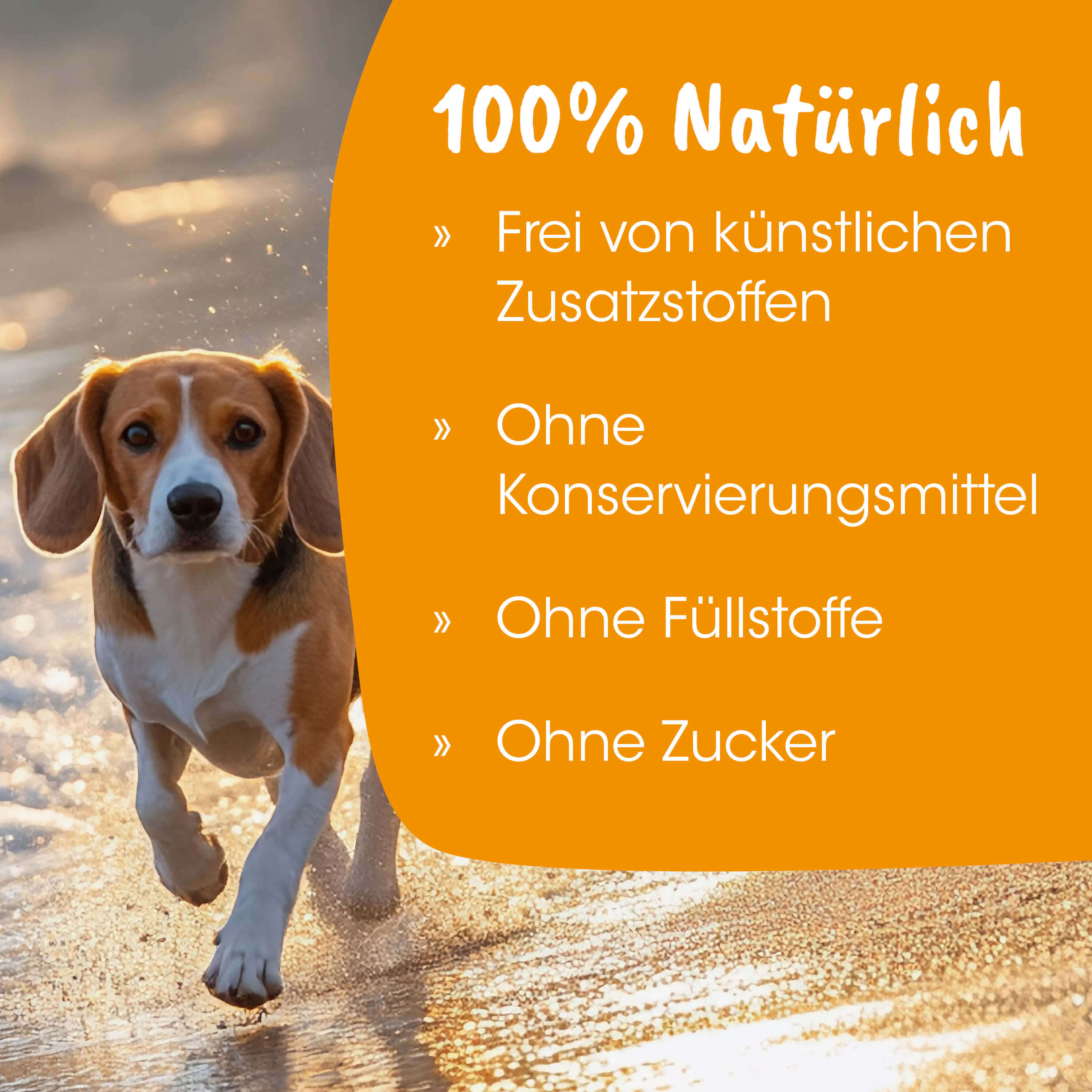 Hund, Beagle, Laufend, Hundebild, Tierfoto