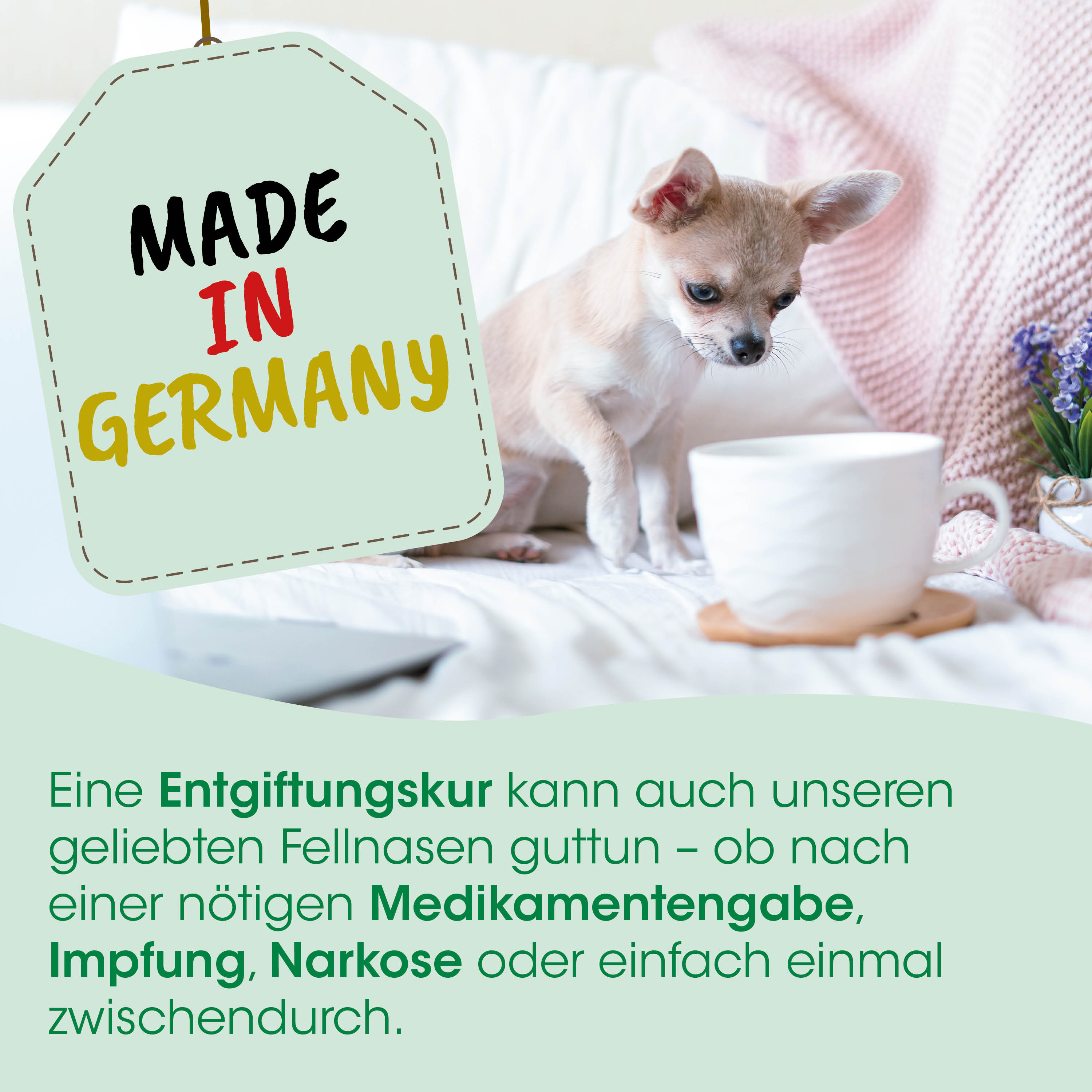 Chihuahua, Hund, Tierbild, Kaffee, Wohnzimmer