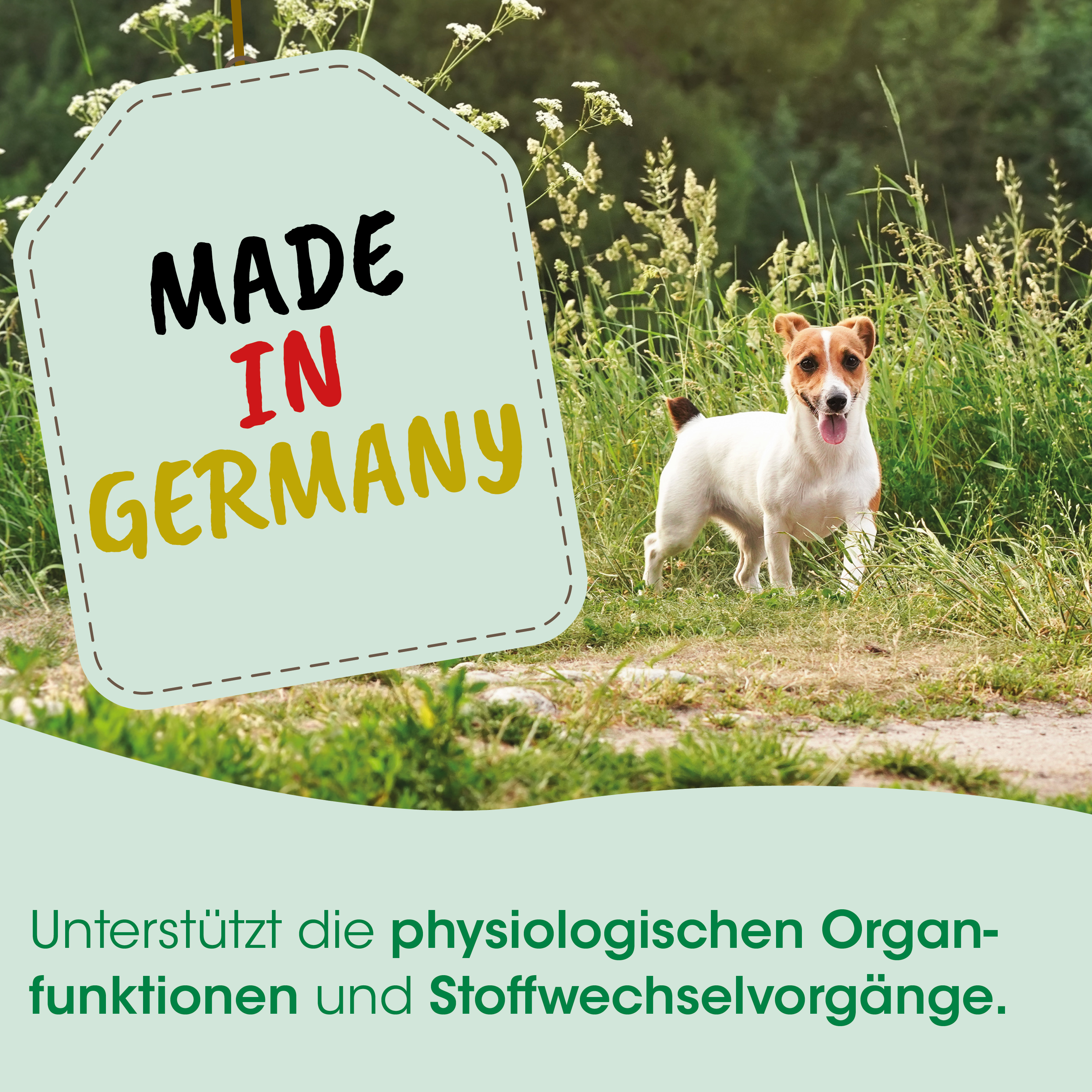  Hund,  Jack-Russell,  weiß-braun,  Gras,  Etikett