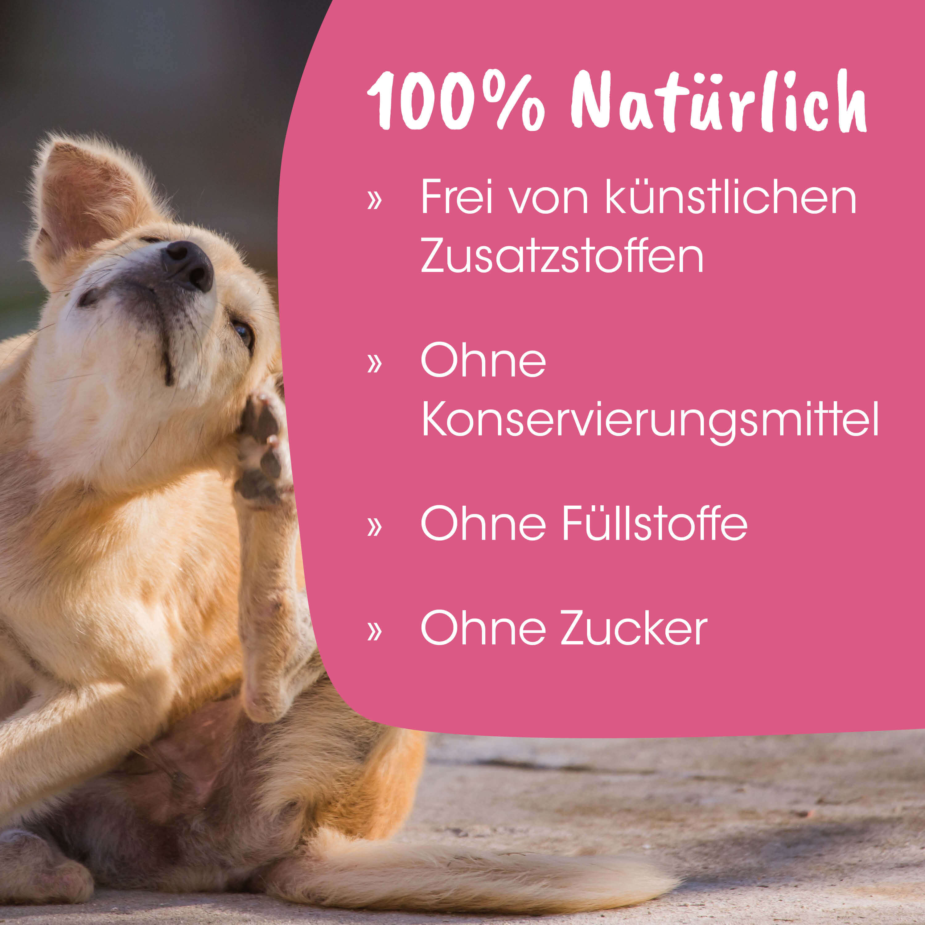 Hund, Tierbild, Tier, Hundehaare, Kuscheltier?