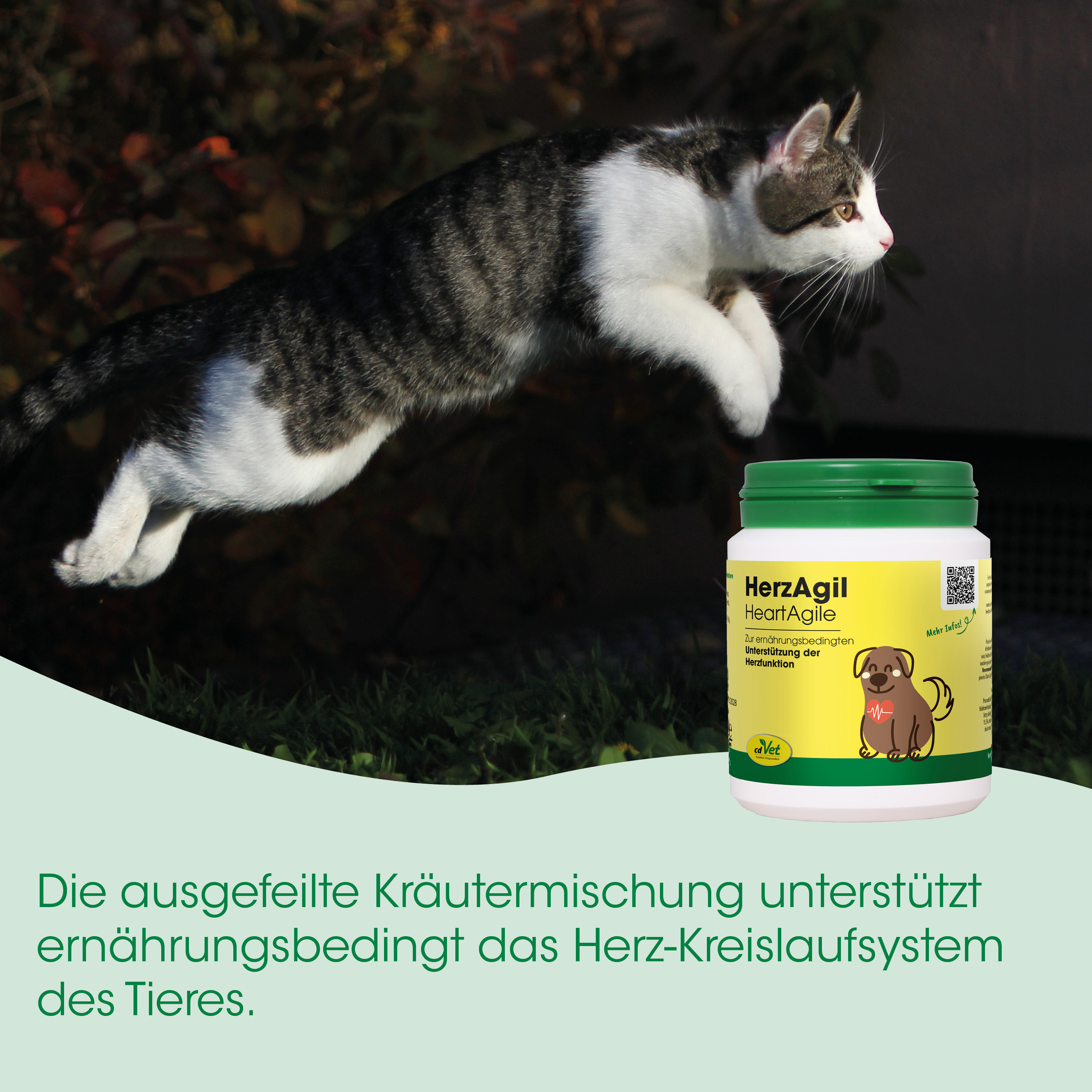 Katze, felin, Springend, Tierernährung, Flasche