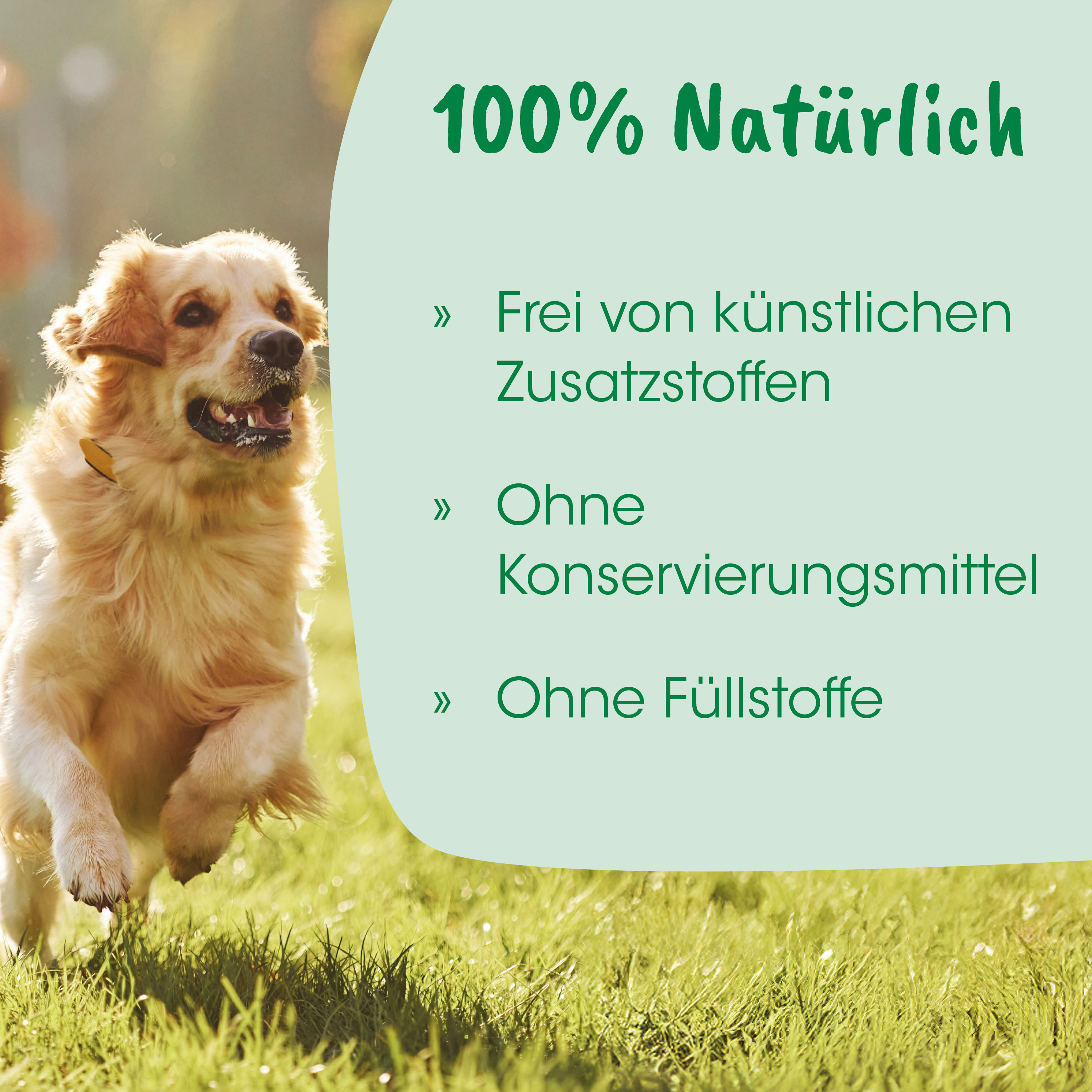 Hund, Tier, Natur, Hundefreundlich, Laufend