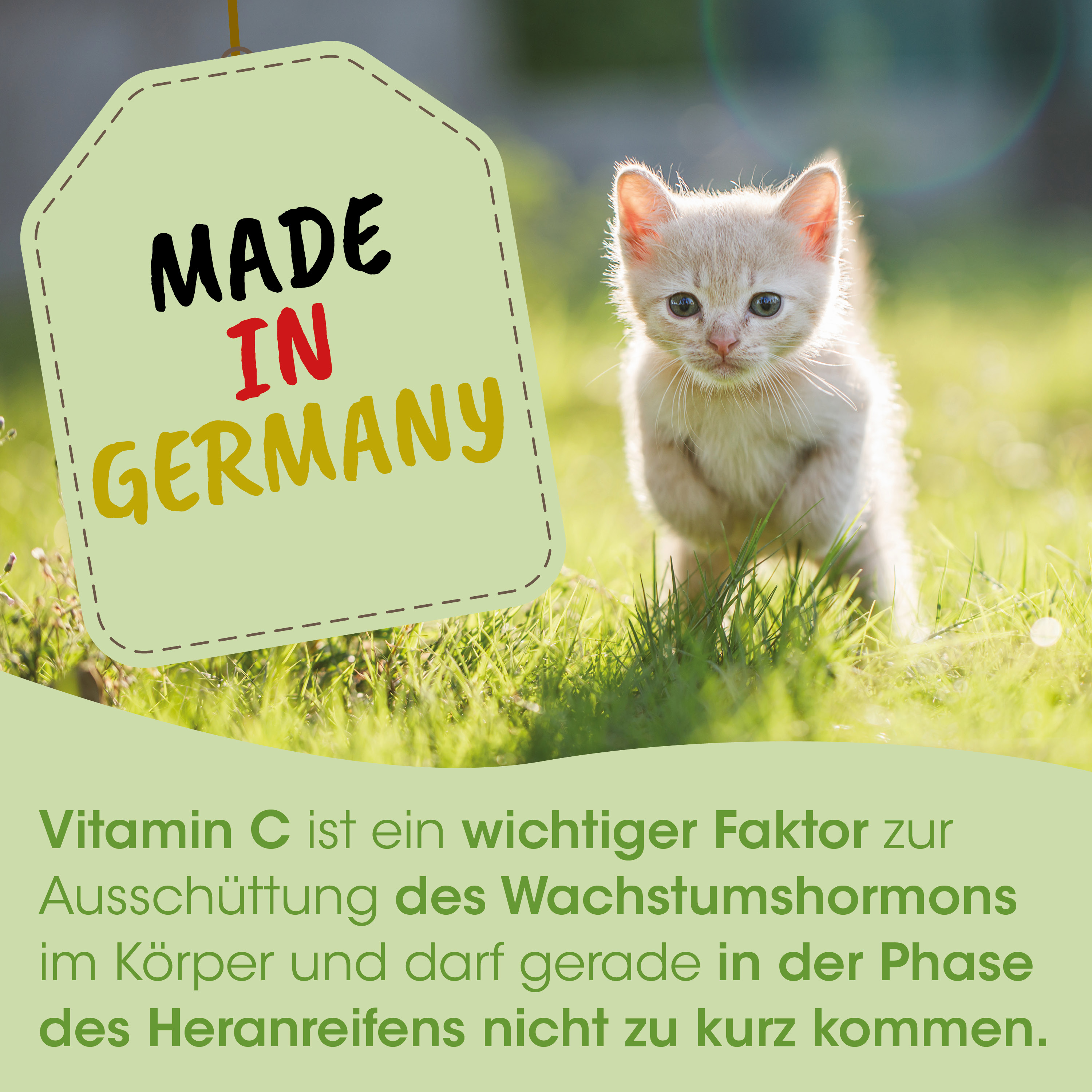 Kätzchen, Katze, Gras, Sonnenlicht, Made in Germany