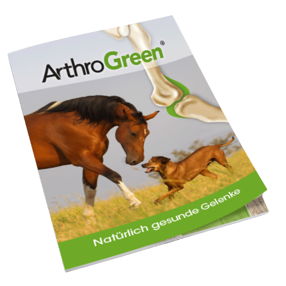 Brochure Articulations, DIN, 24 pages, 90 g, impression brillante