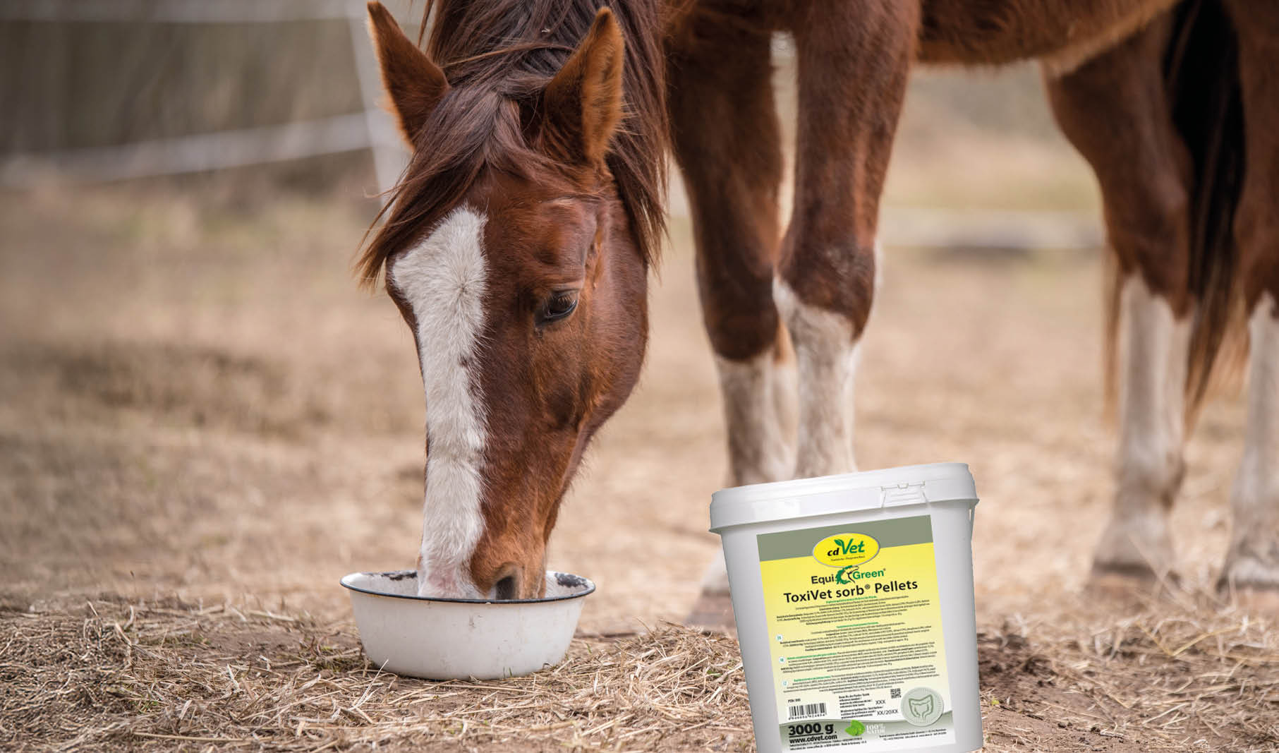 pferd, equine, heu, eimer, pellets