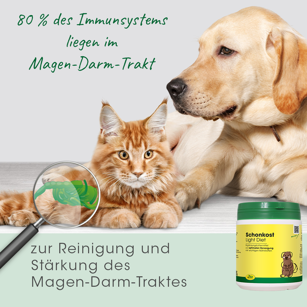 Hund, Säugetier, Haustier, Katze