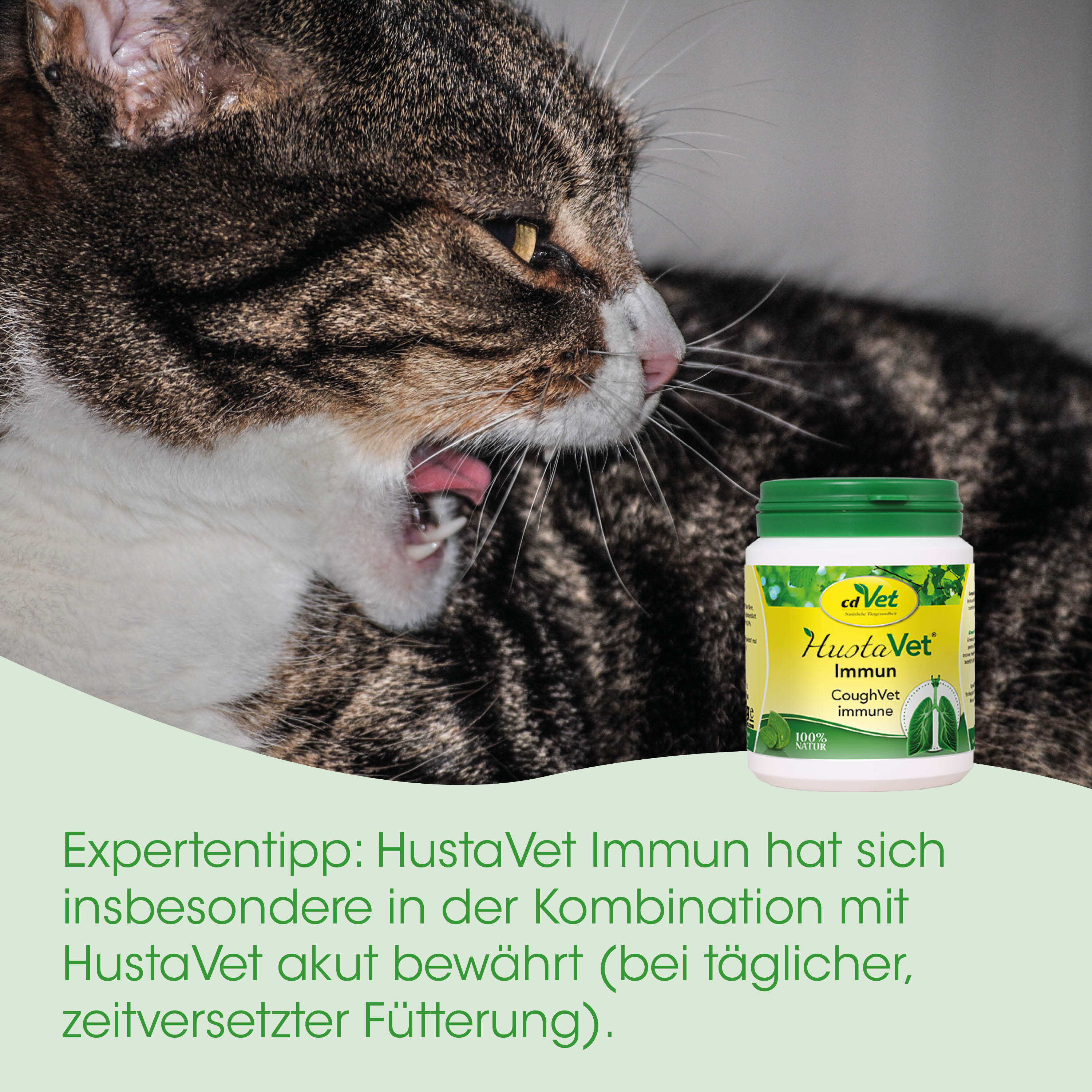 Katze, nass, Hustenmedizin, Immunsupplement, Fläschchen