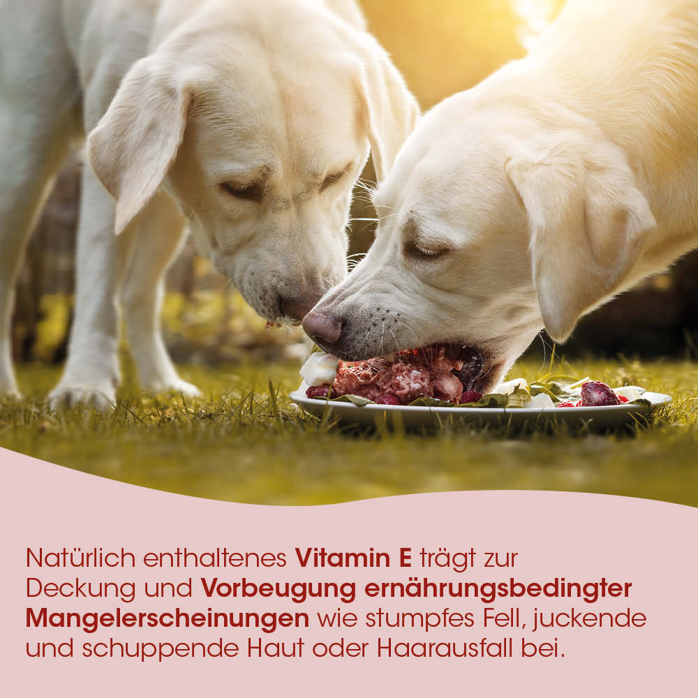 Hunde, Hundefutter, Knuspermate, Frisches Fleisch, Outdoor