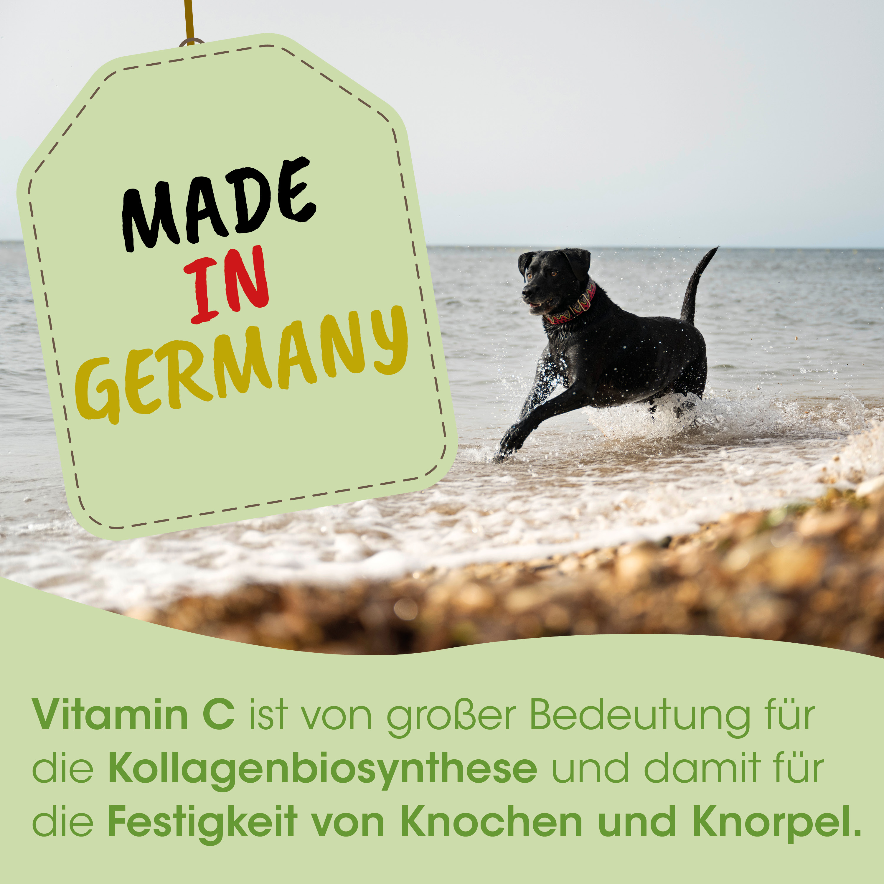Hund, Spielende am Strand, Schwarz, Collie?, Warnetikett