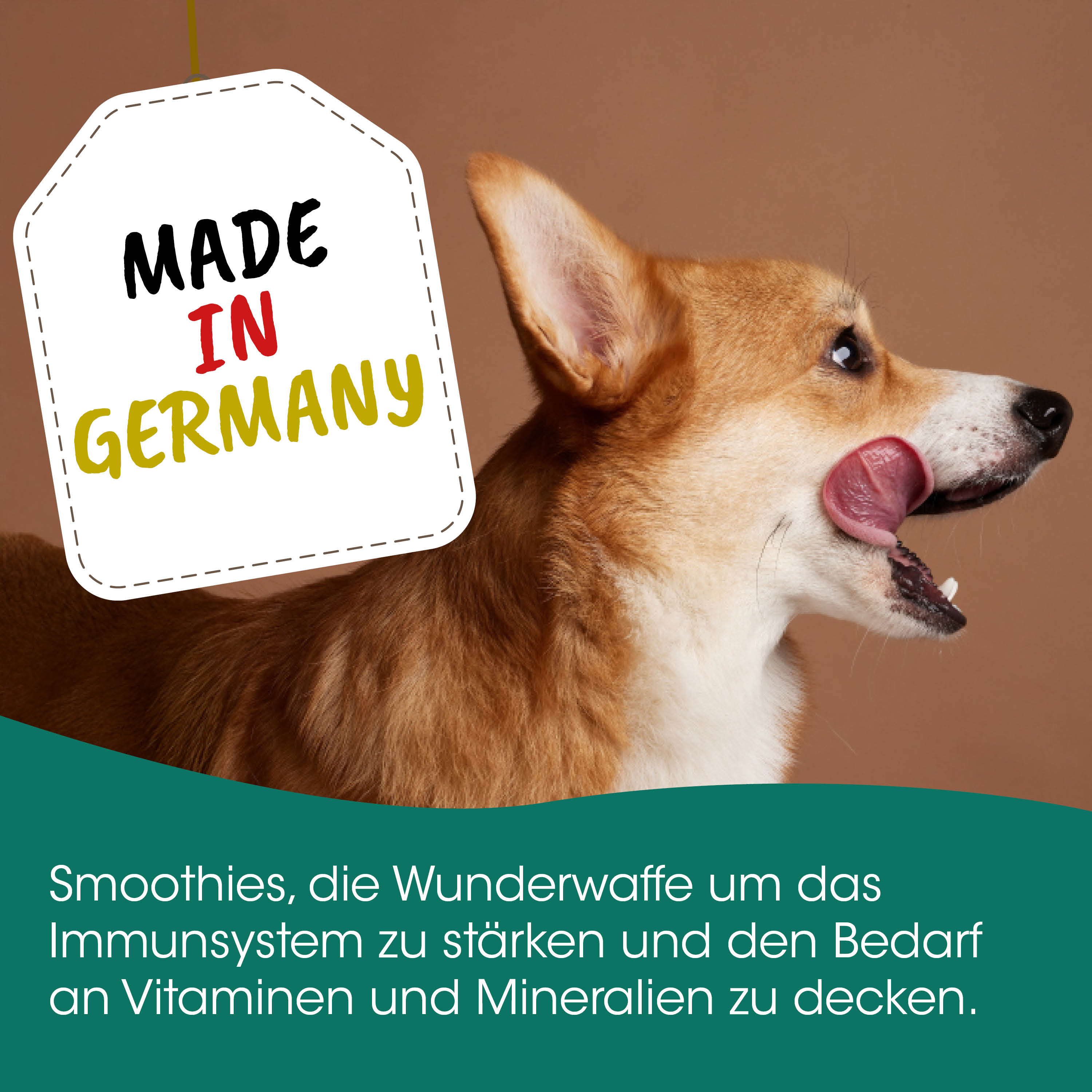 dog, collie, brown, patch, labeled