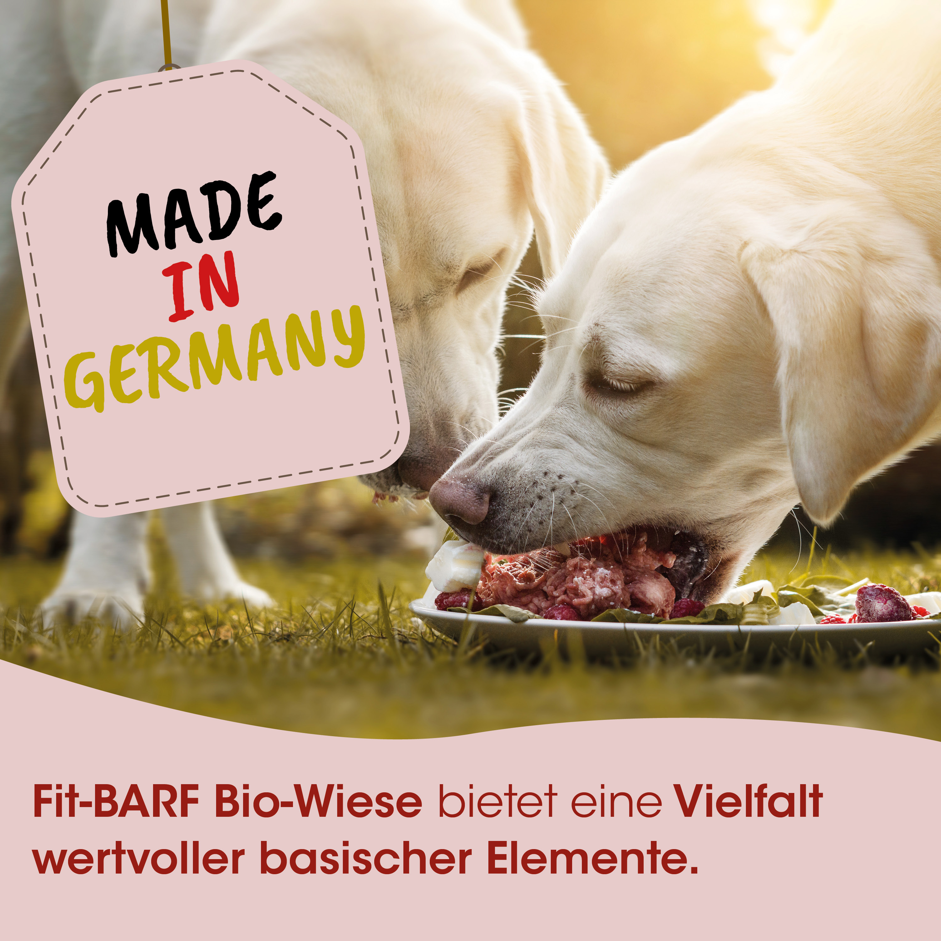 Hundefutter, Hund, Knochen, Fleisch, Gras