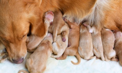 Hund, Golden Retriever, Haustier, Schlafend