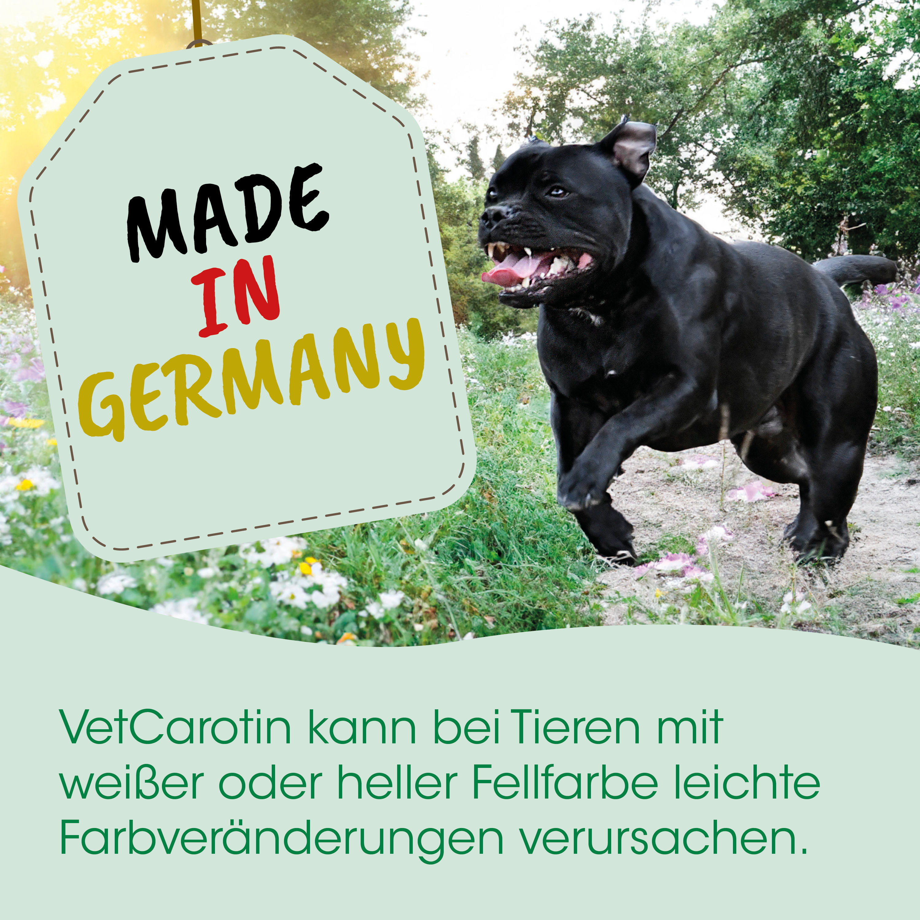 Schwarzer Hund, Tierisches Bild?, Hund mit Tag, Made in Germany, Grün-Logo