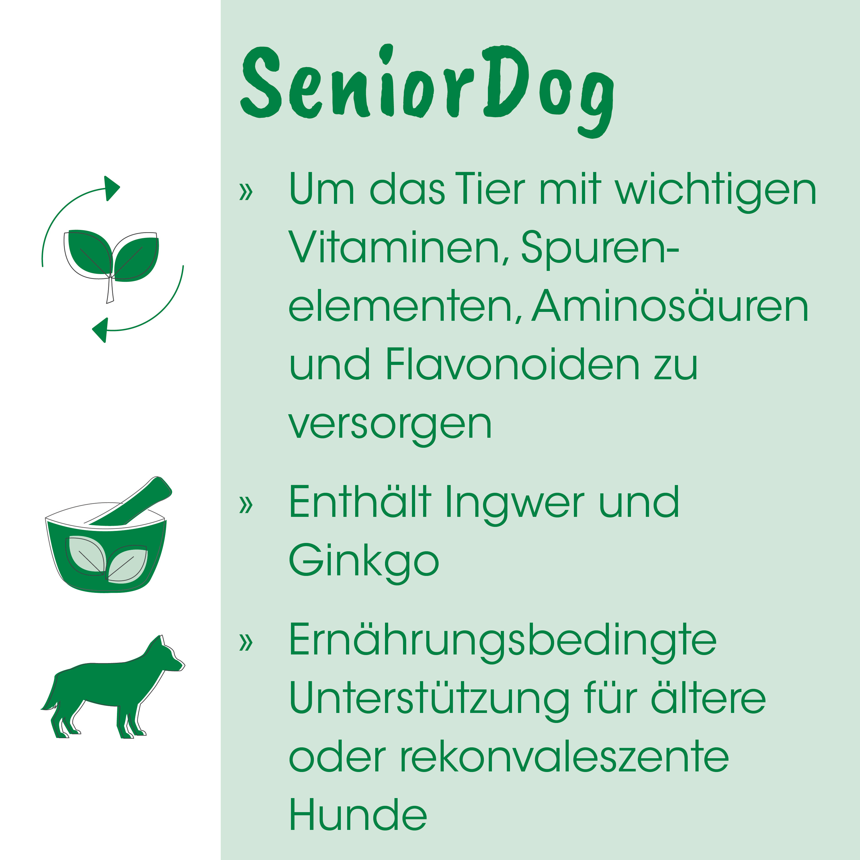 Hund, Knochen, Schüssel, Grün, Blatt, Öko