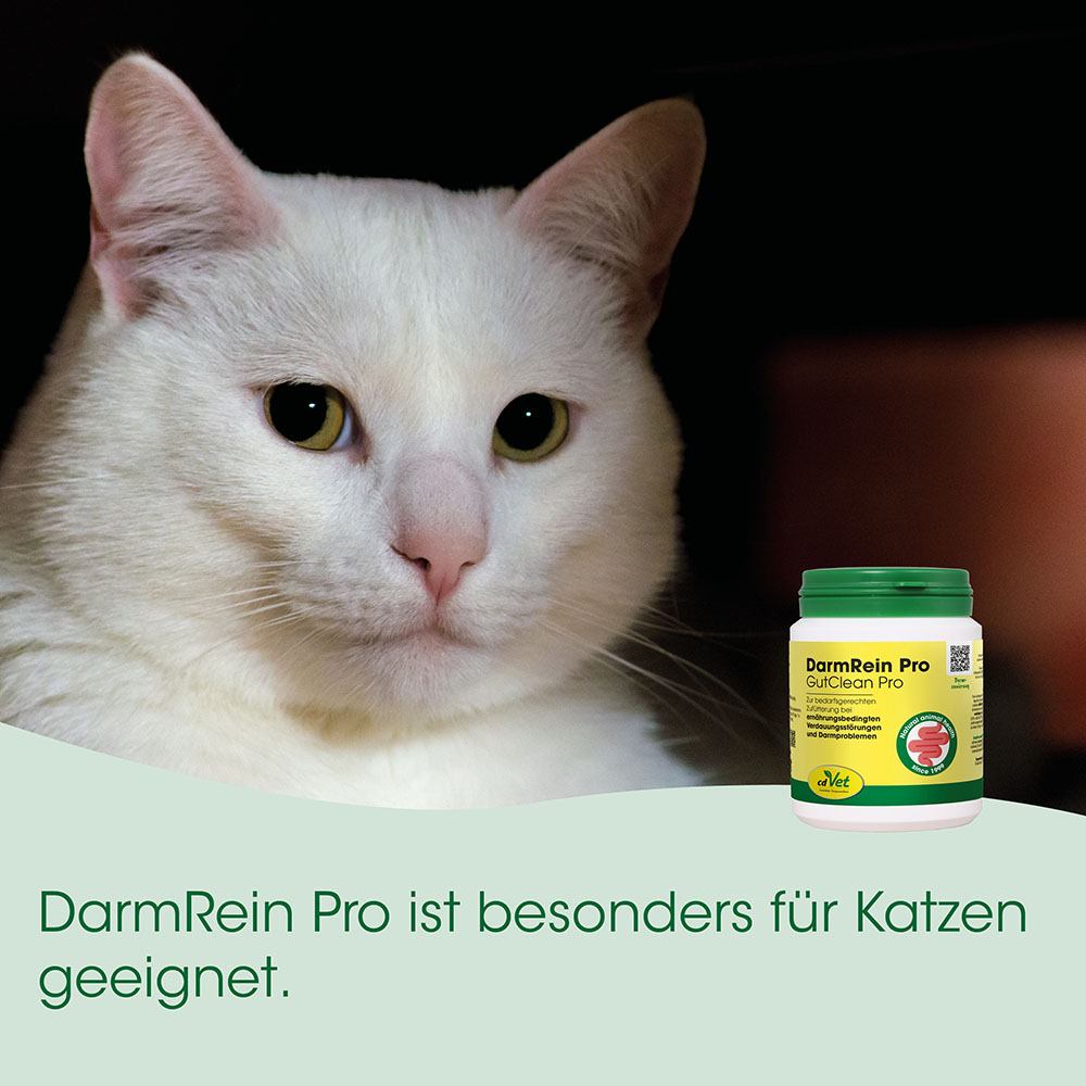 Katze, Weiß, Tierarznei, Darmrein Pro, Kot- bzw. Darmpflege