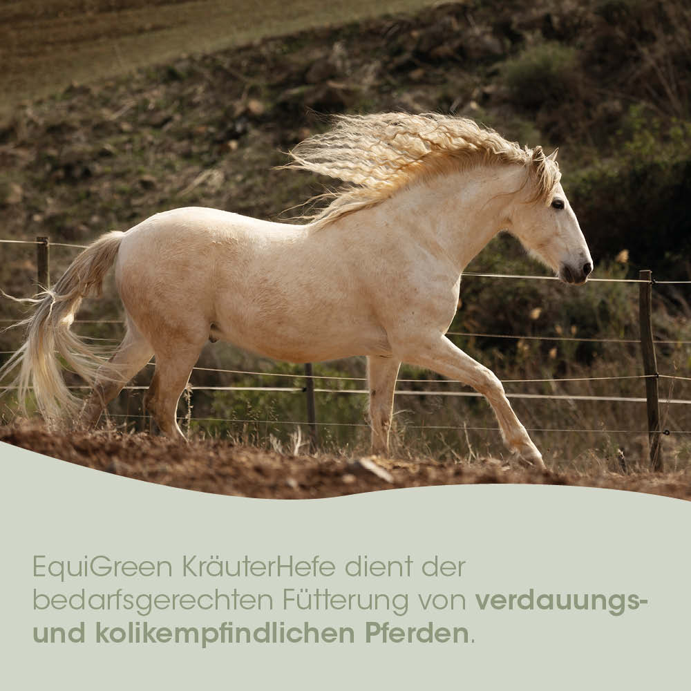Pferd, Pferdetier, Pferdebild, Bewegung, Pferdeart