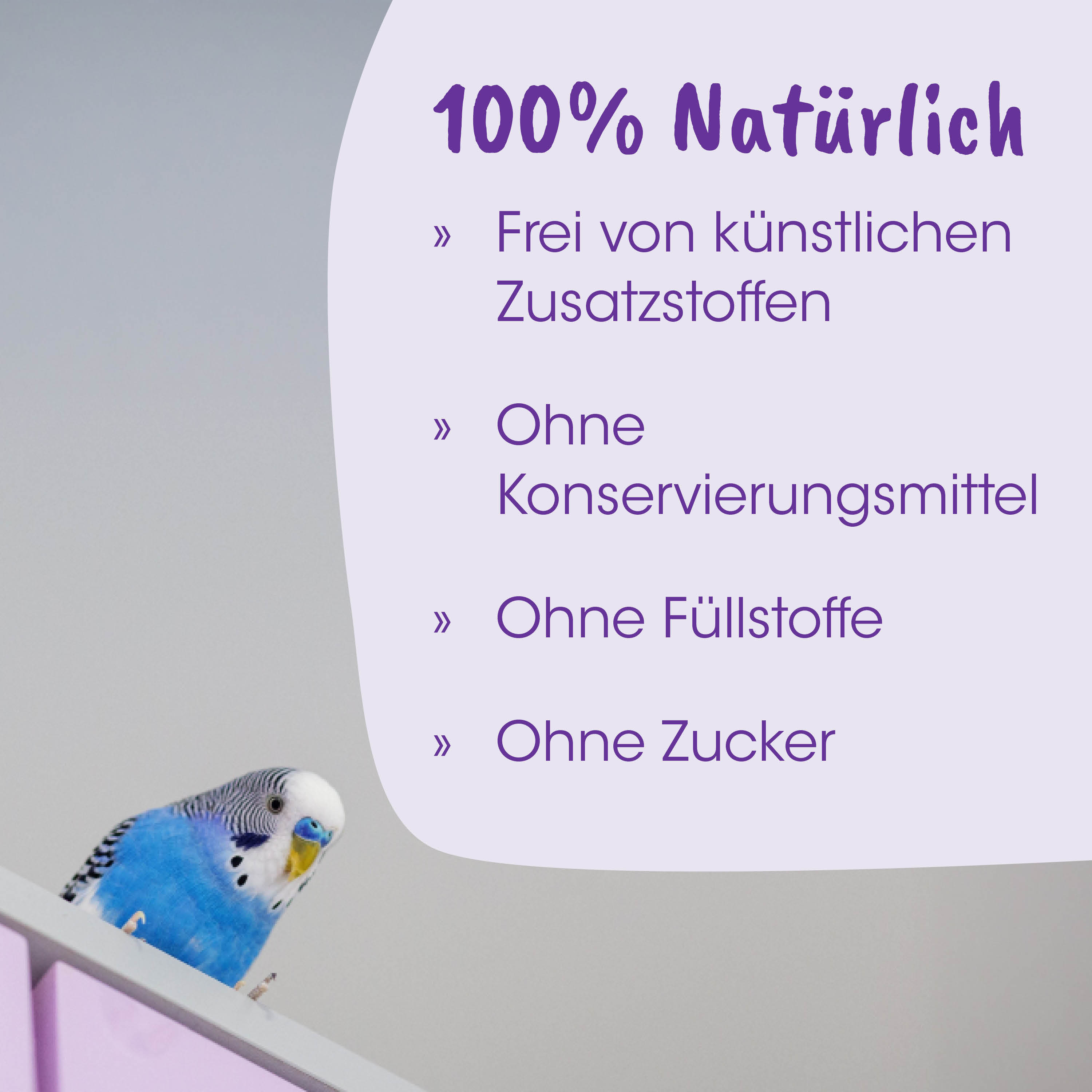 papagei, Wellensittich, blauer Papagei, Vogel, Käfigzubehör