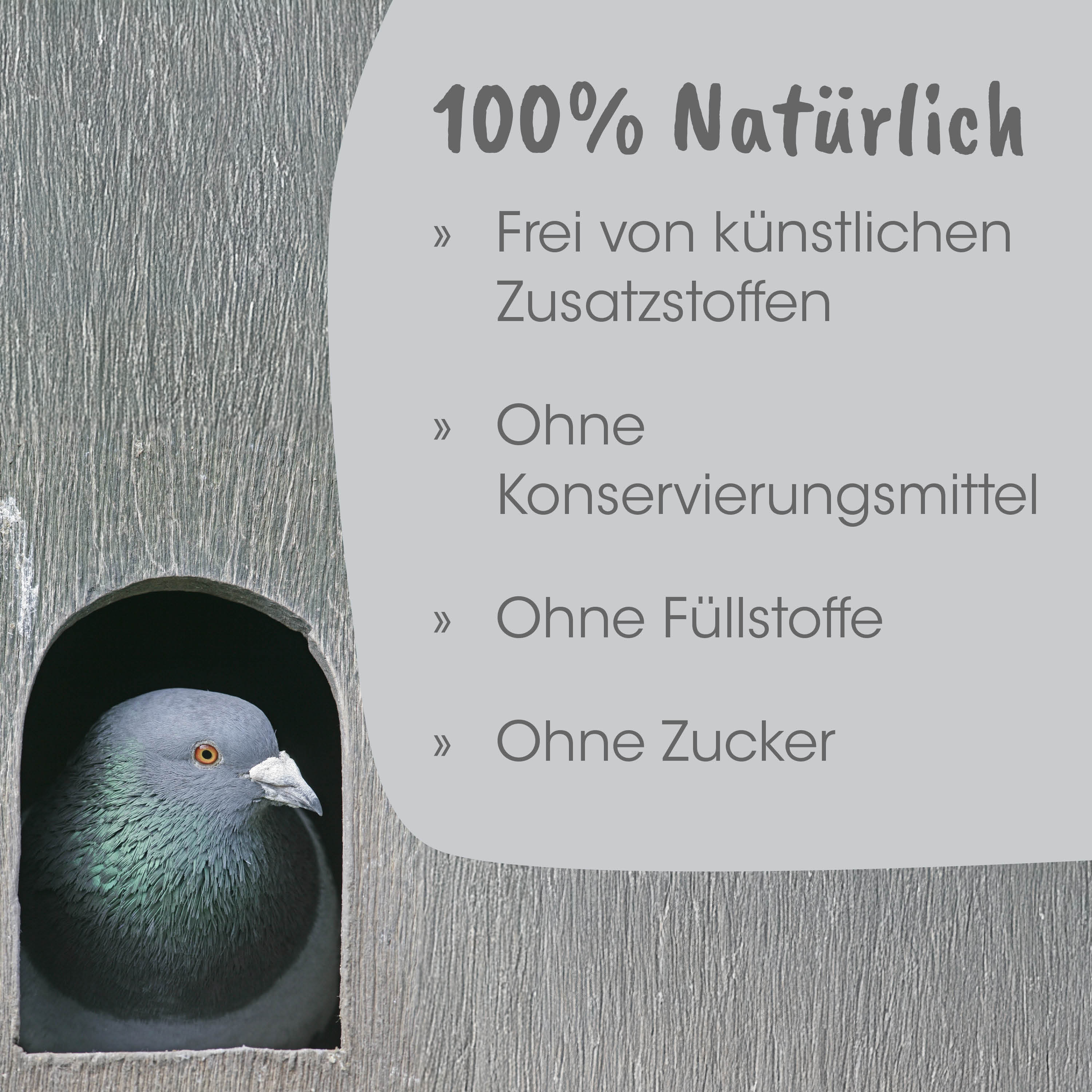 Taube, Taubenbild, Feldtaube, Taubenkopf, Fugendekoration