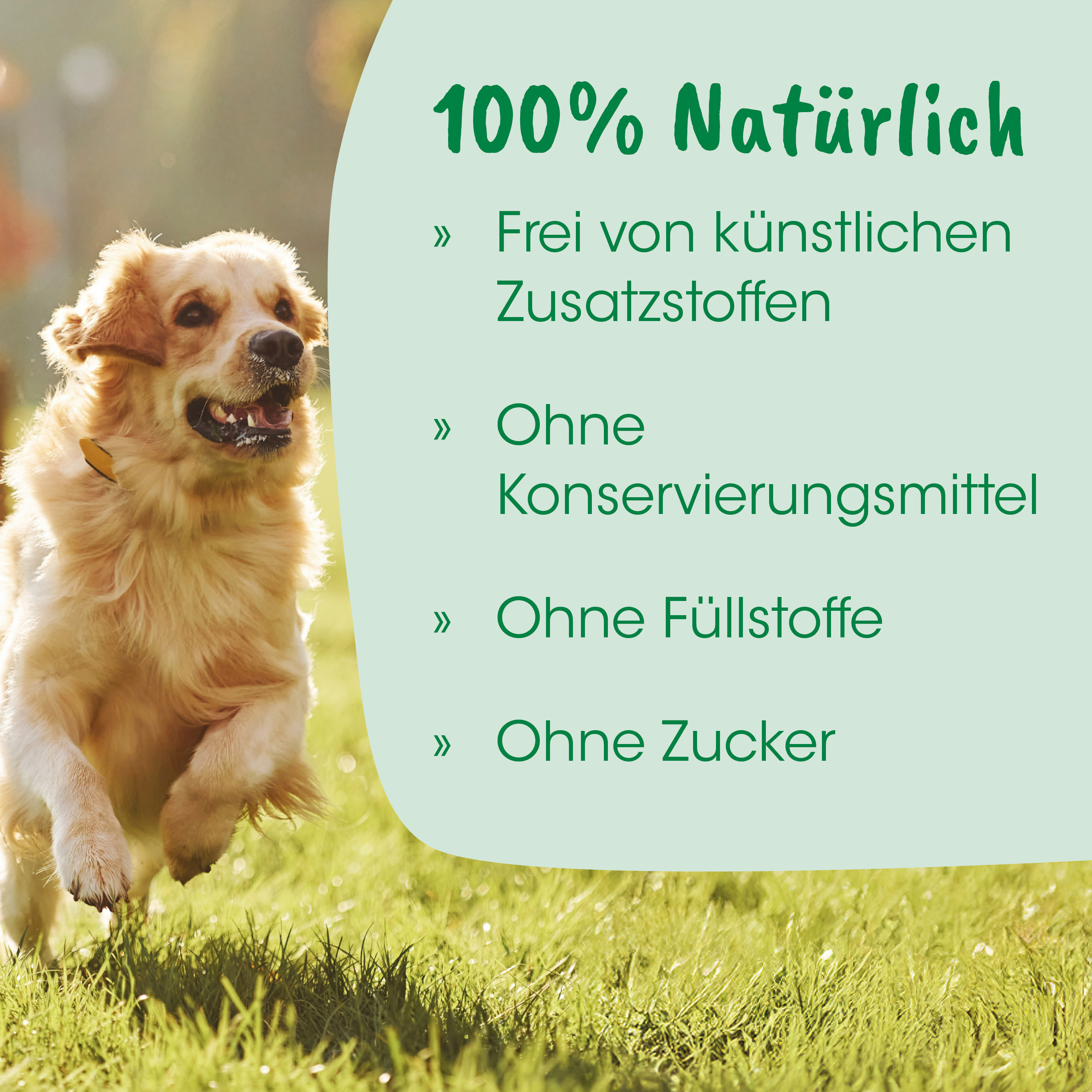 Hund, Hundeband, Collie-Löwchen?, Läuft im Gras, Naturfarben