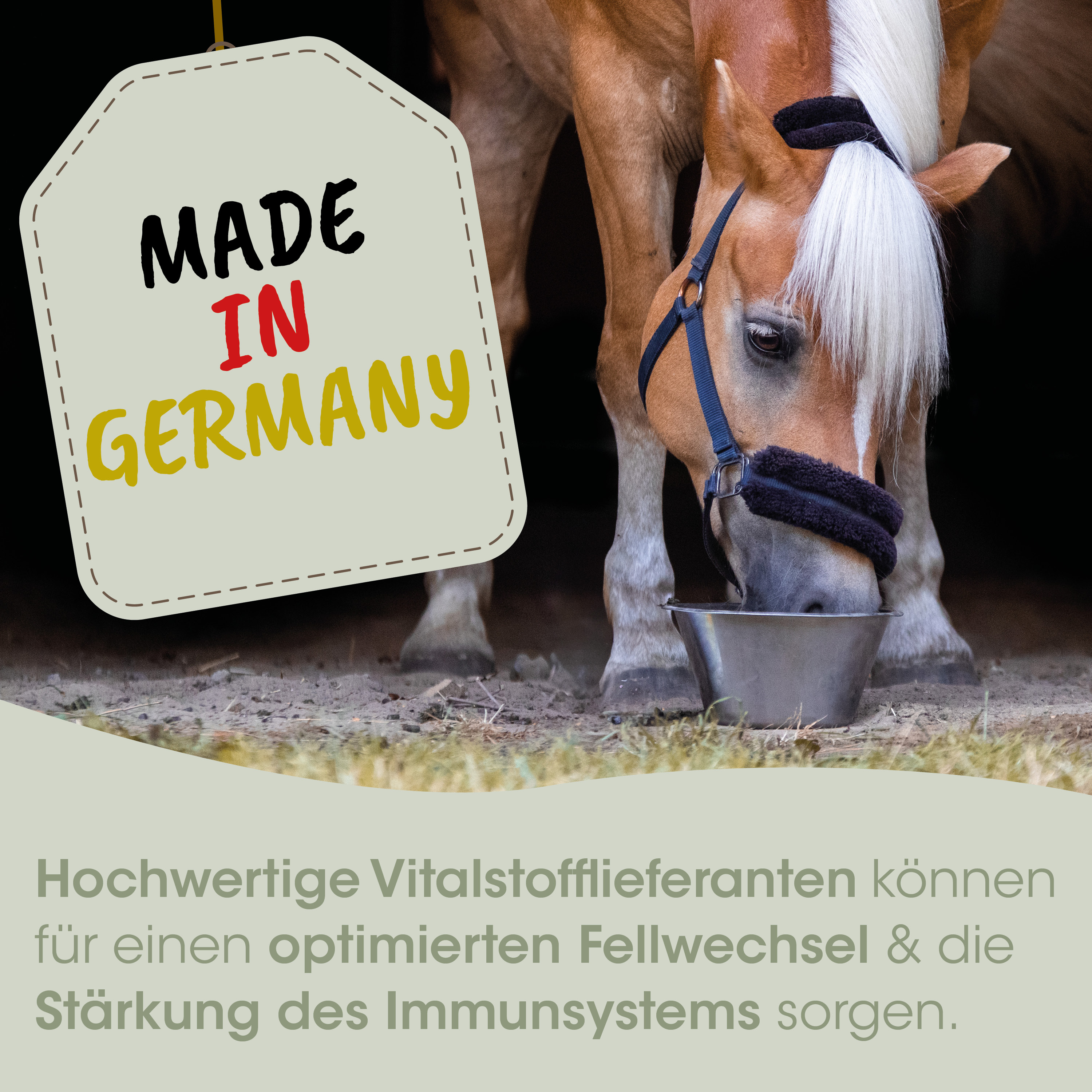pferd, füttern, eimer, halter, made in germany