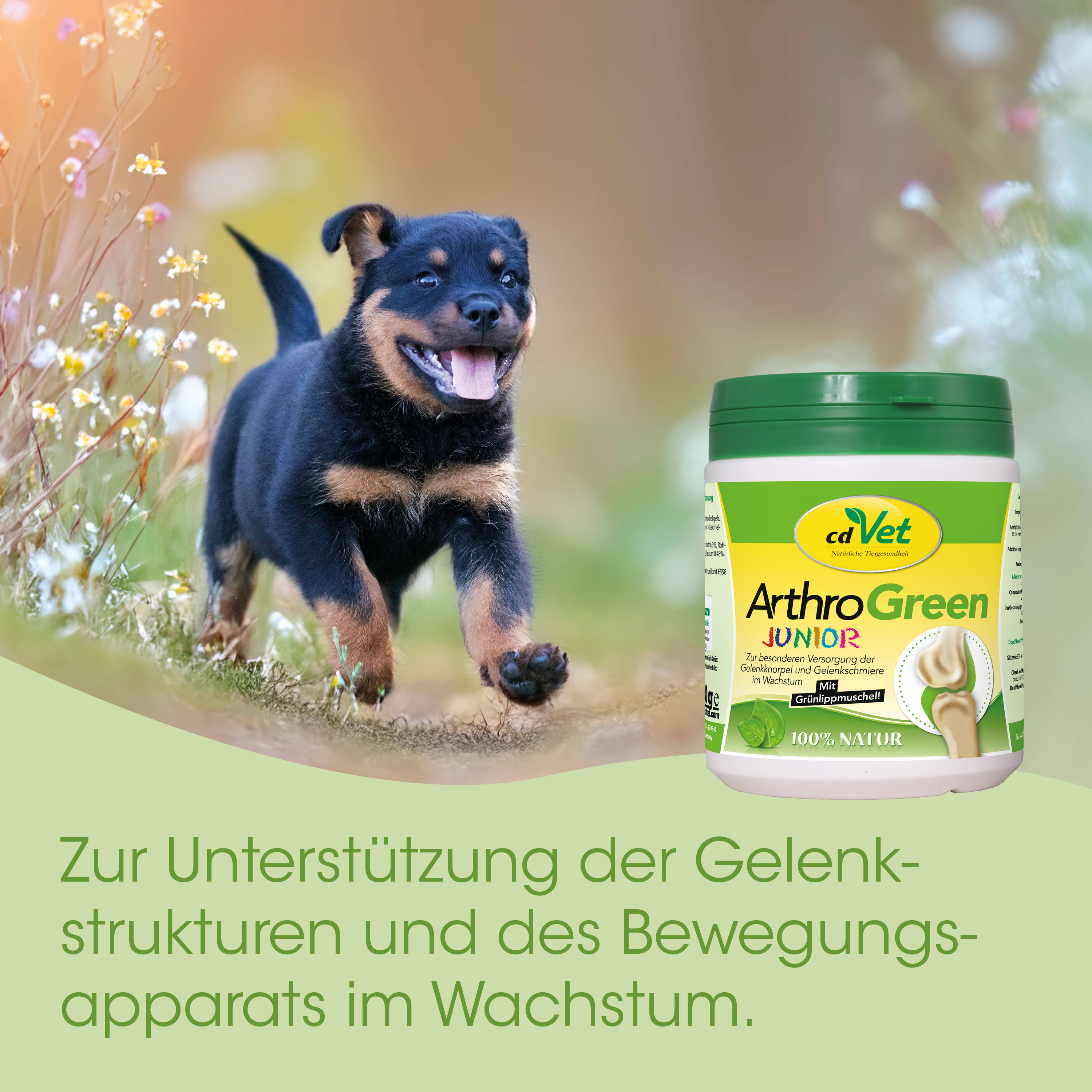 Hund, Welpe, ArthroGreen, Kauprodukt, Pflegemittel