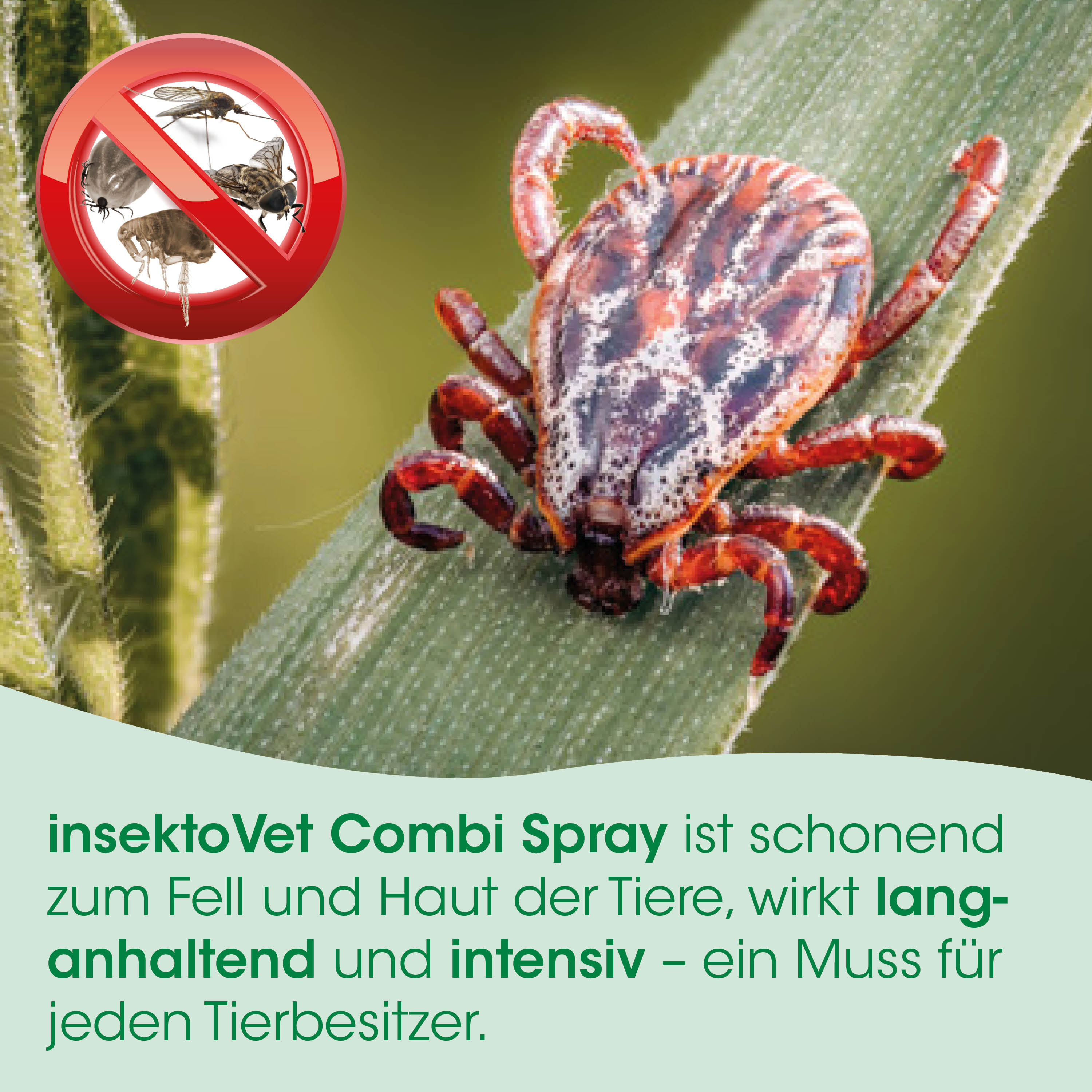 Tick, Insekt, Spinne?