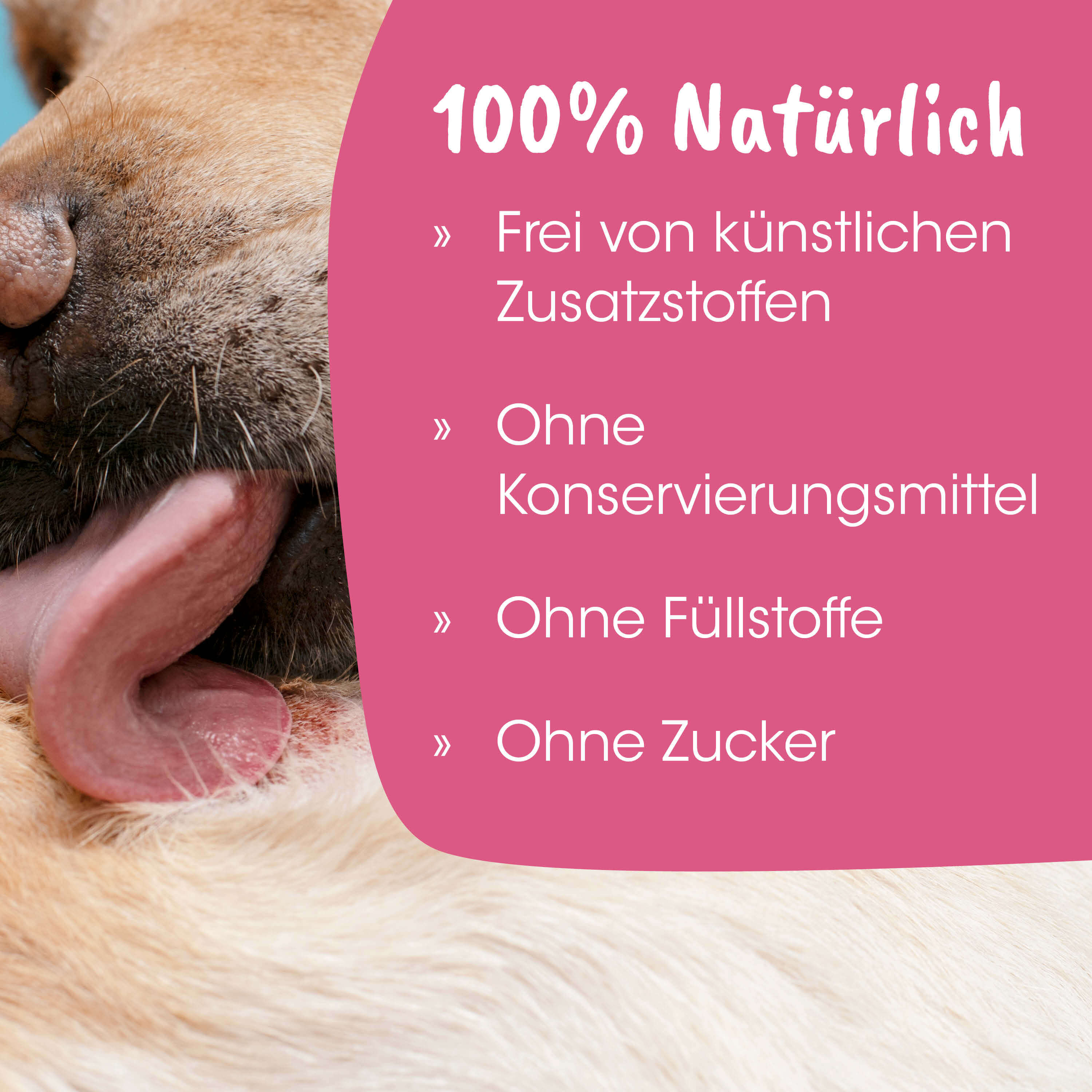Hund, Nase, Fell, Lippen, Haut