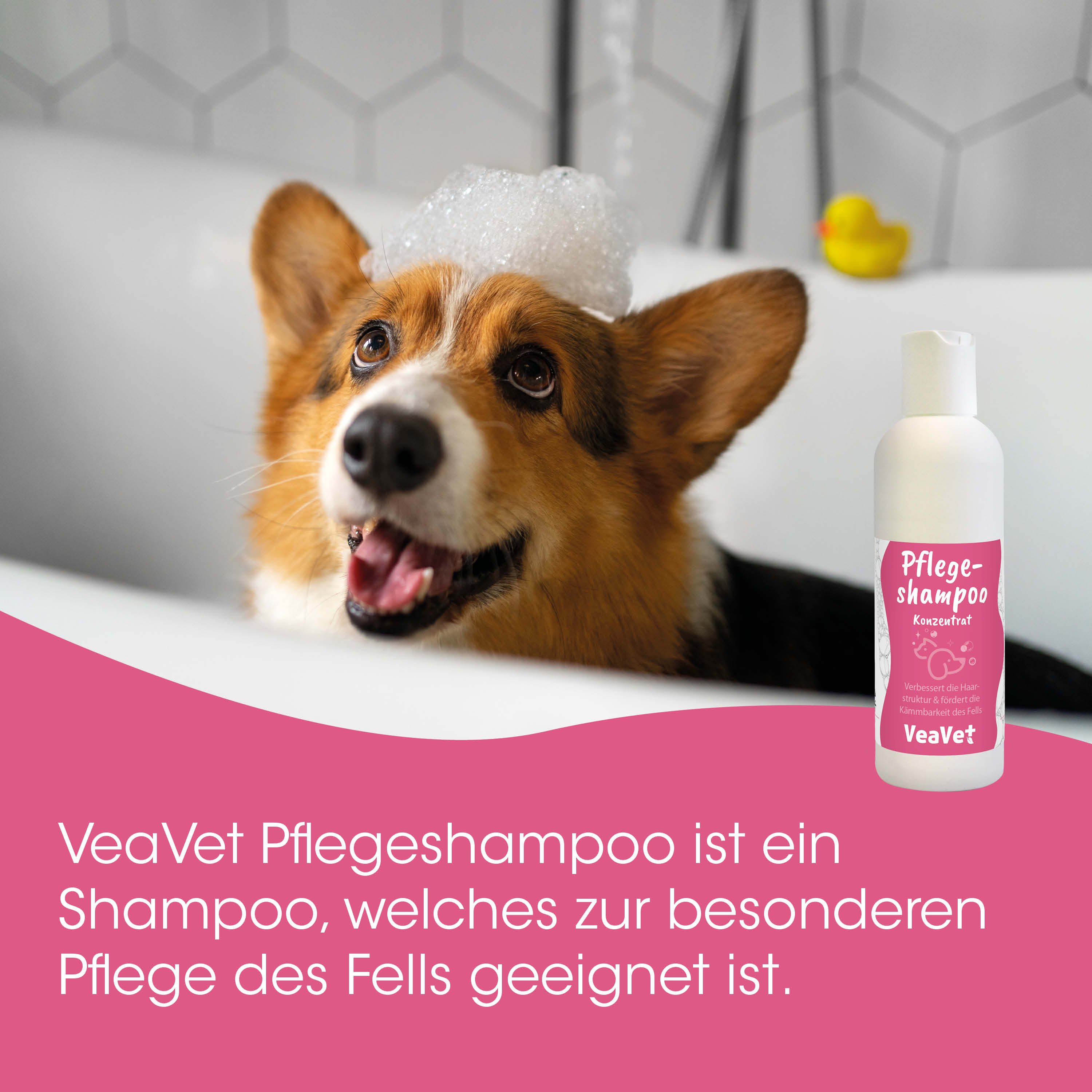 Hund, Tierpflege, Shampoo, Flasche, pinkes Etikett