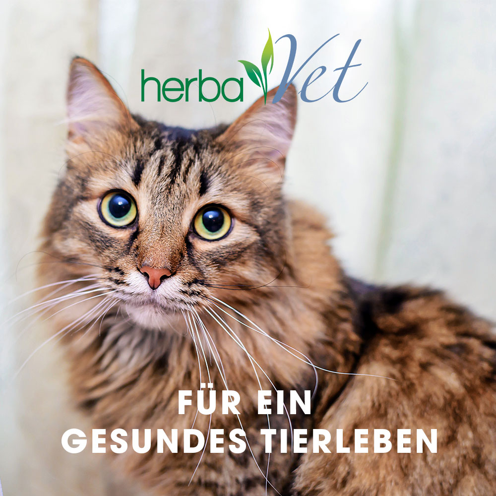 HV--MOBIL-Startseitenbanner-1000x1000-Katze