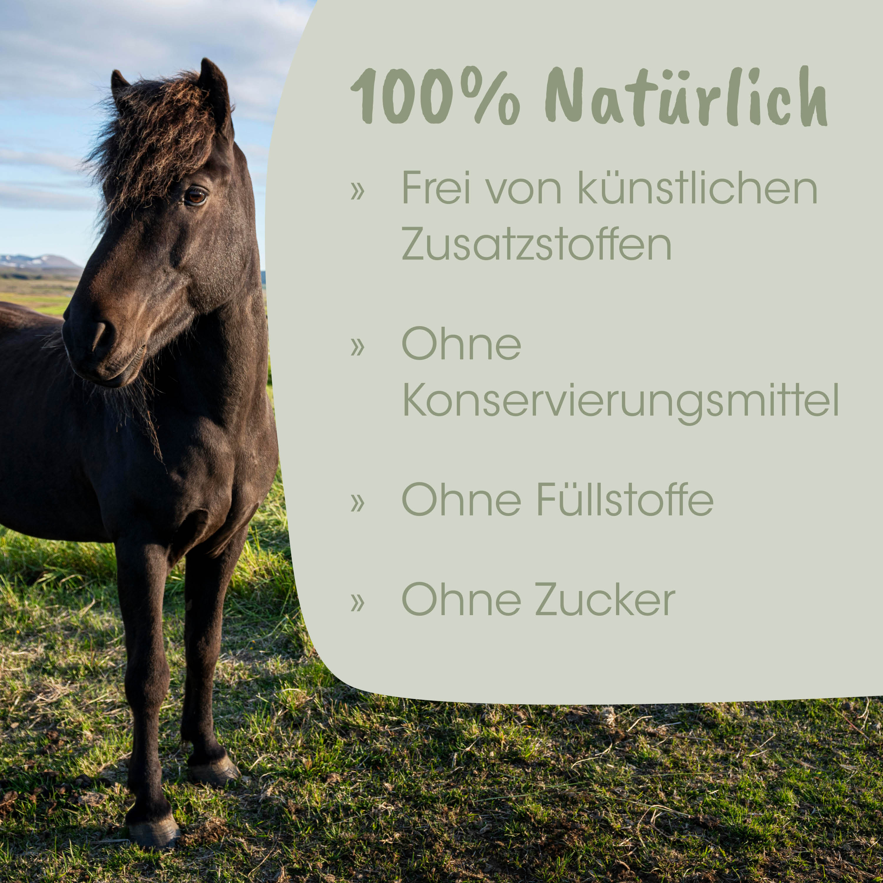 pferd, horse, schwarzes pferd, wildes pferd, tier