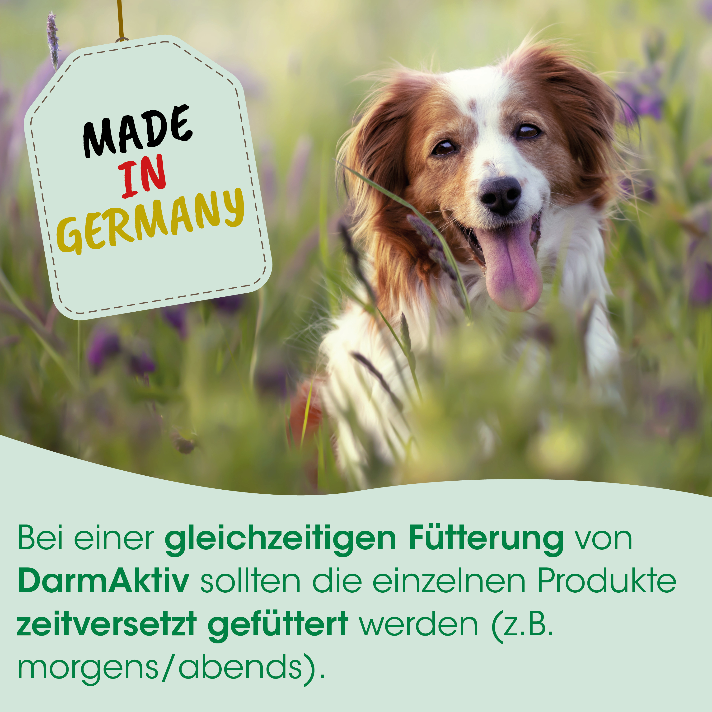 Hund, Collie, Draußen, Etikett, Hergestellt in Deutschland