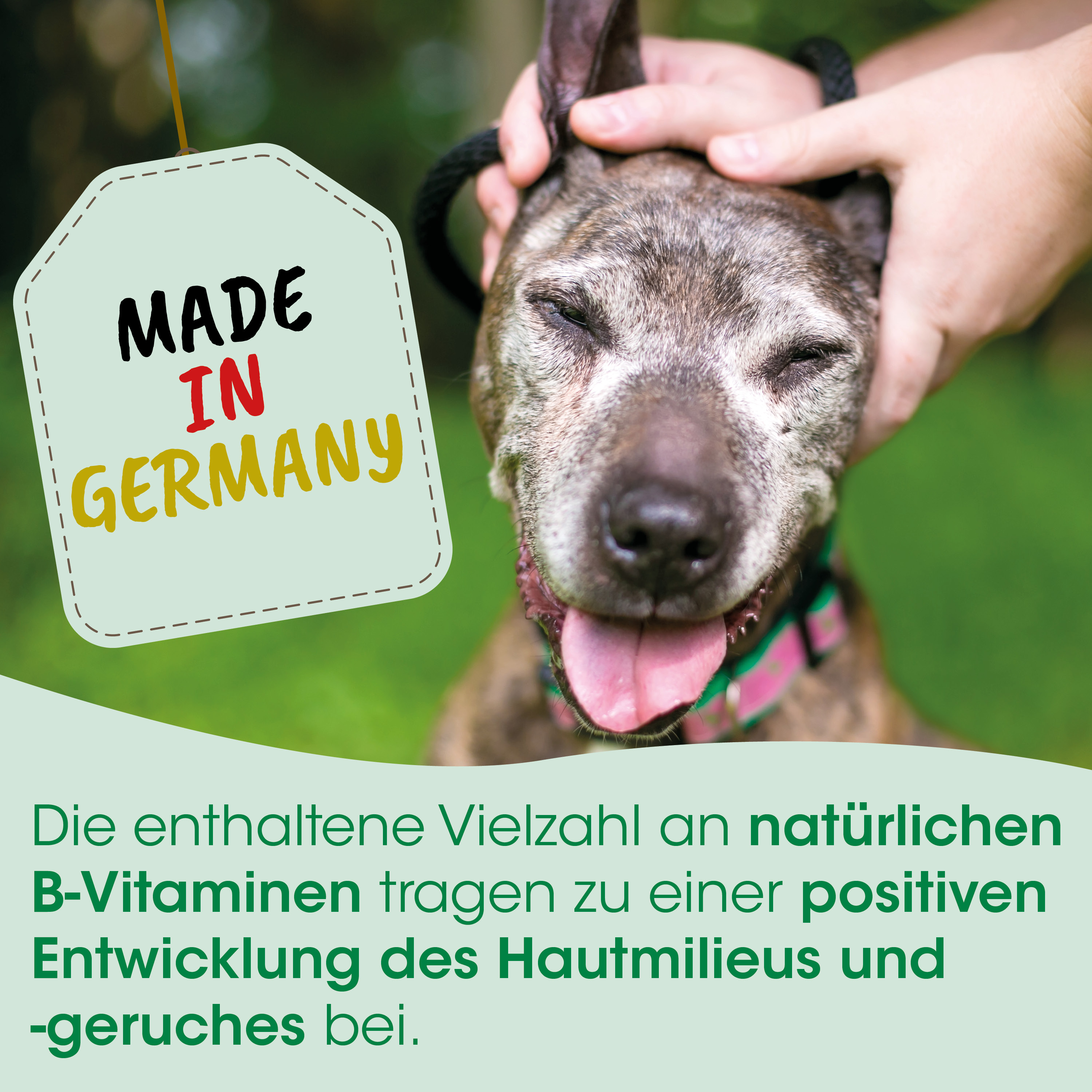 Made in Germany, Tag, Hund, Collar, Nahaufnahme