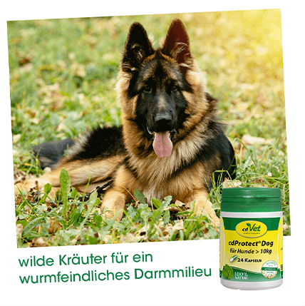 cdProtect Dog >10 kg, 24 Capsules