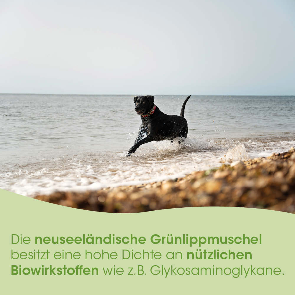 Hund, Taube, Schwarz, Schwimmend, Strand