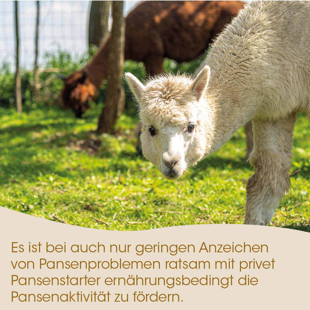 Lama, Tier, Alpakahengst, Lama, Wiese