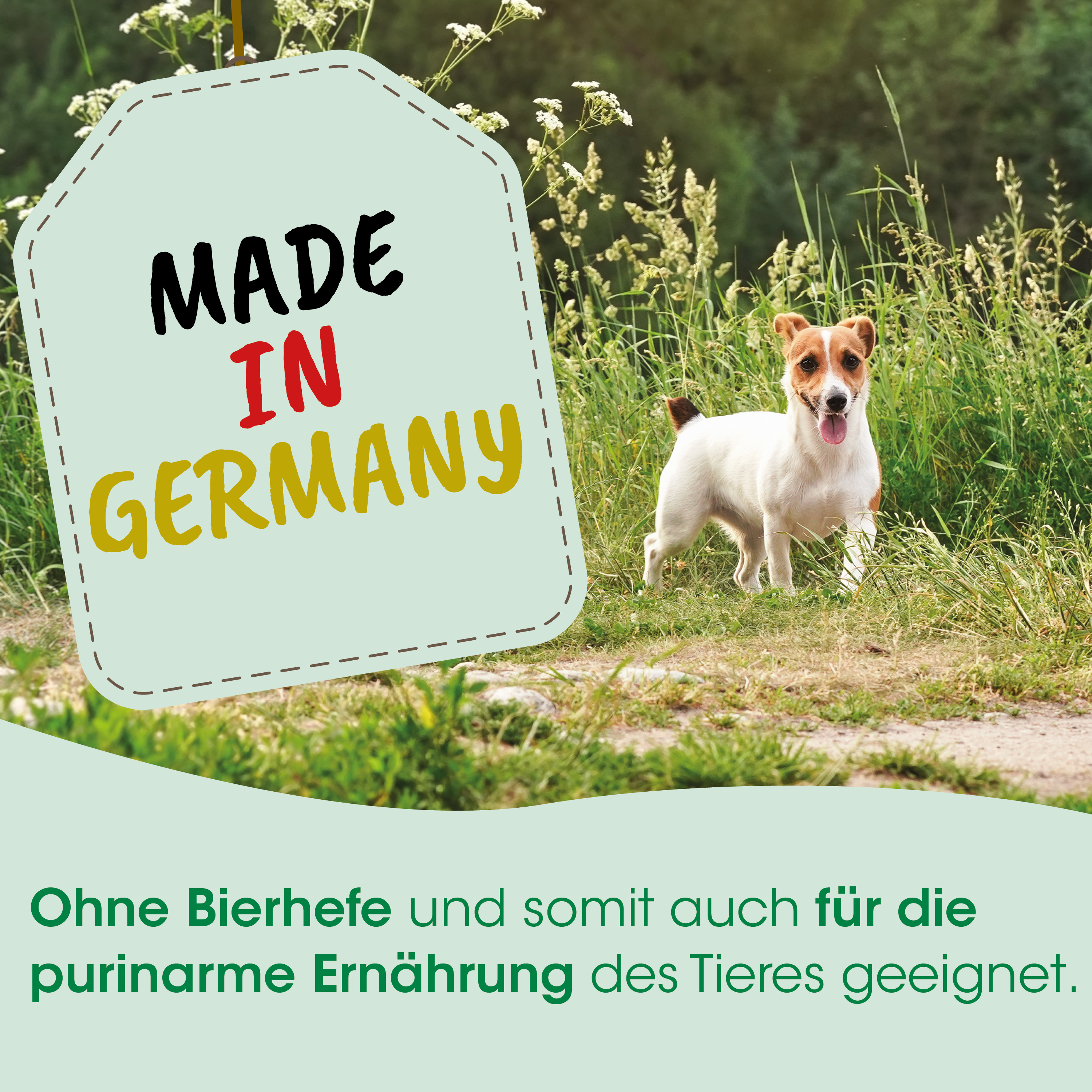 Hund, Gemischte Rasse, Haustier, Draußen, Tier