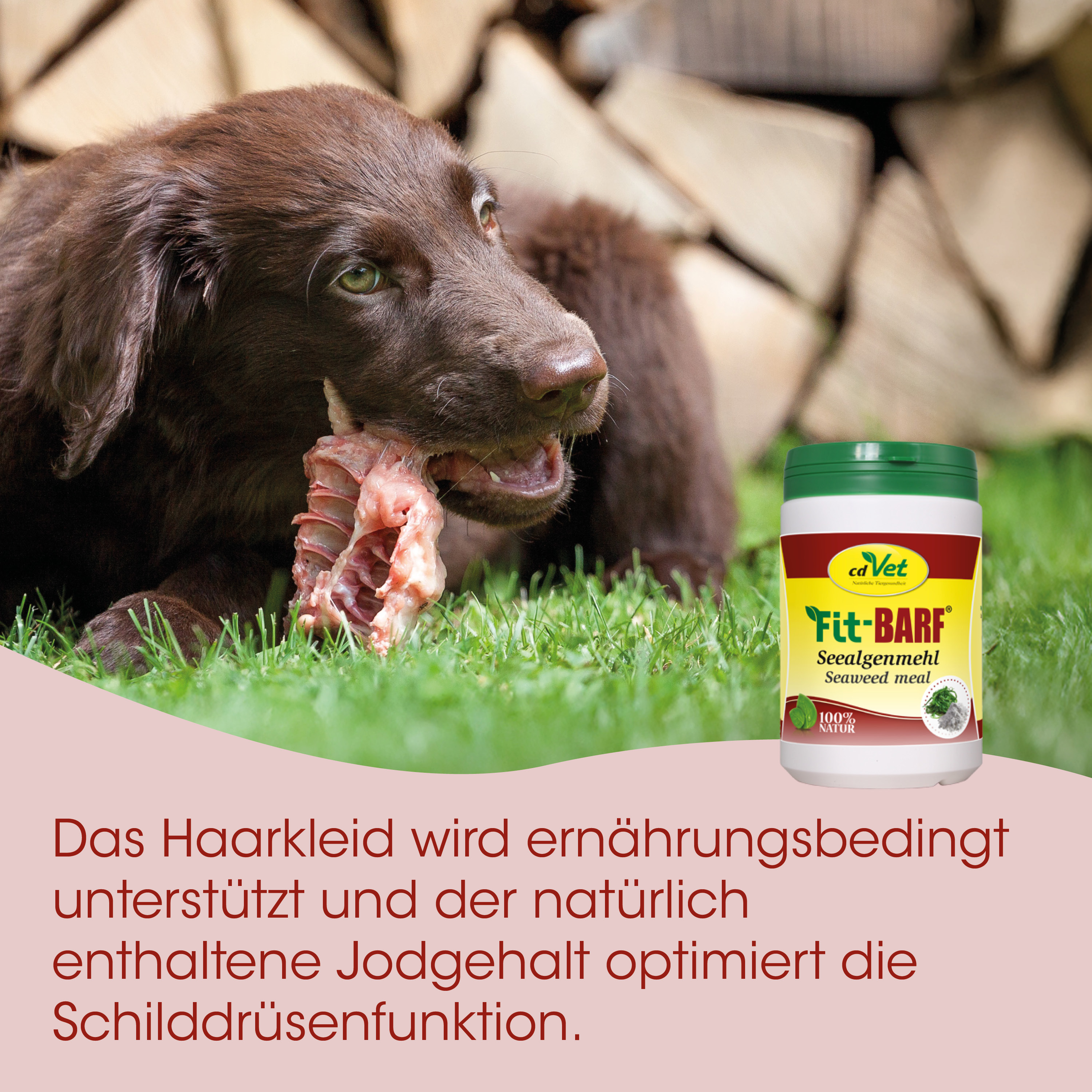 Hund, Knochen, Kauen, Glas/Behälter, Tierfutter