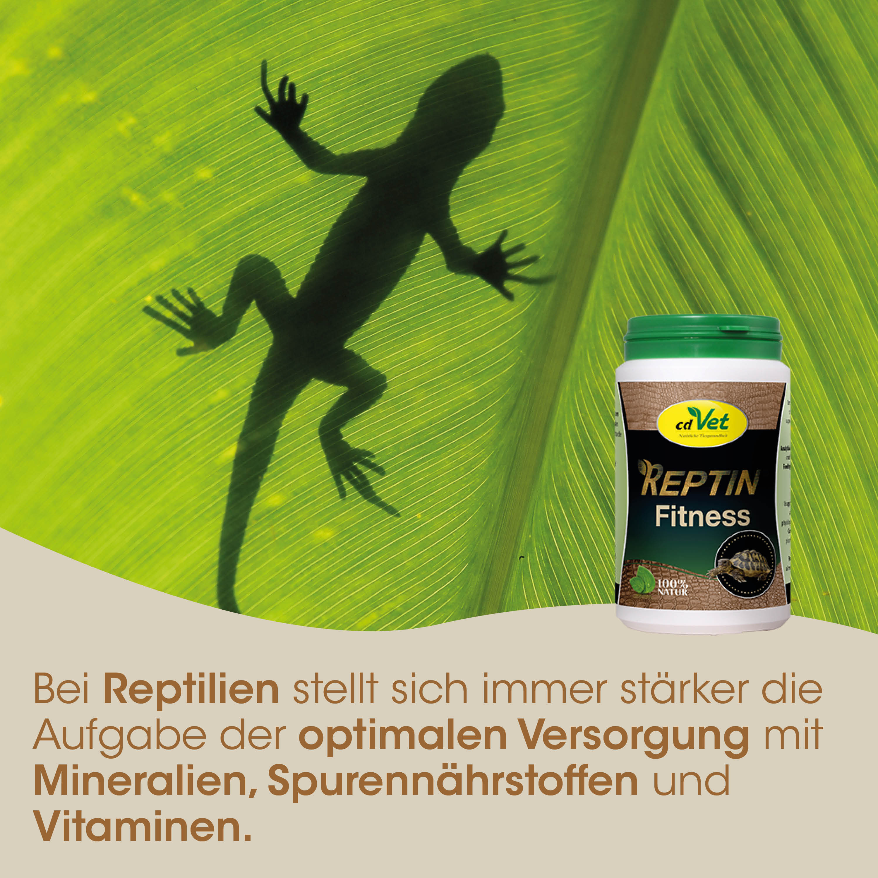 Schleichfigur, Gecko-Schatten, Aviz-Die Darstellung, Reptilienwelt, Korkenzieherpflanze?