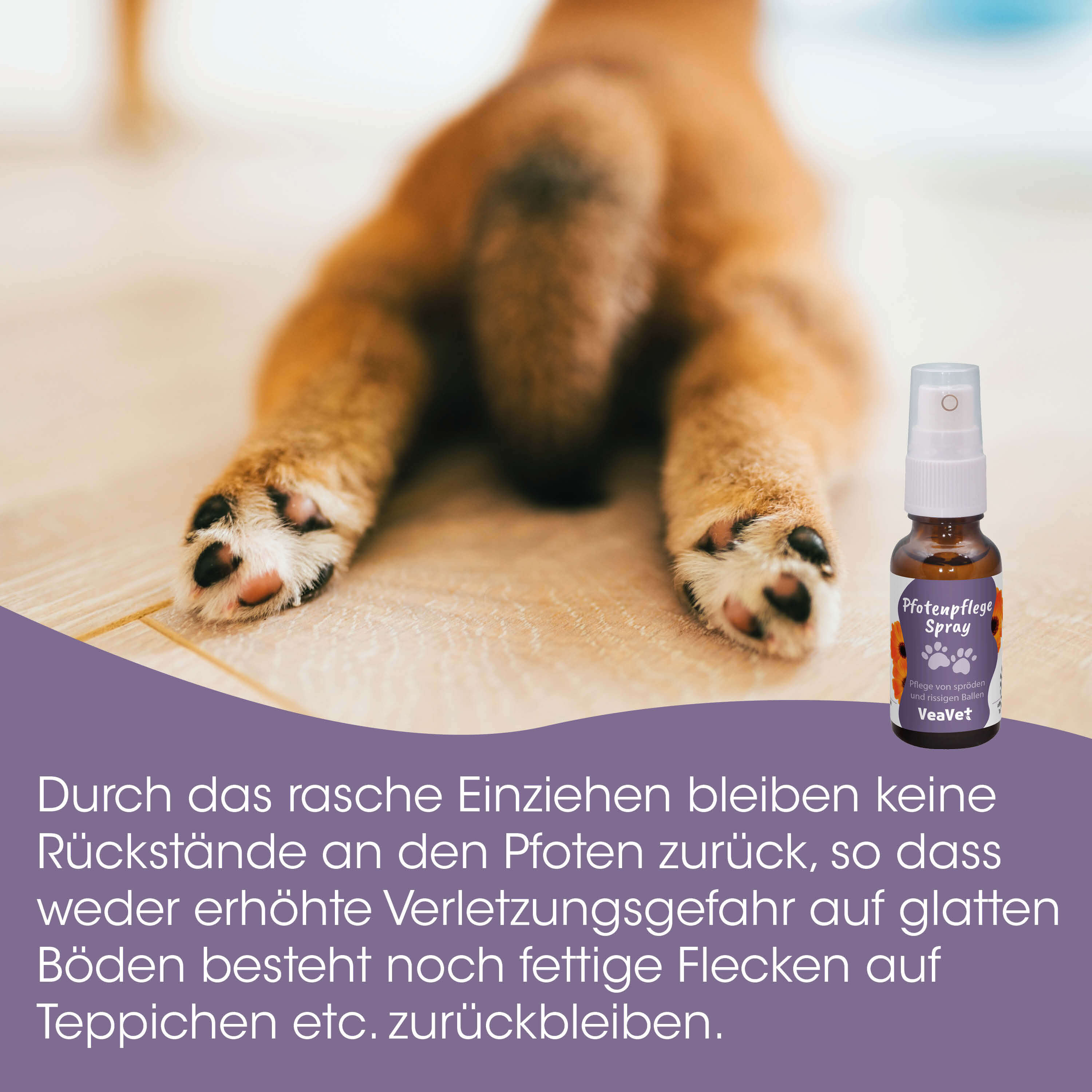 hund,  pfoten,  spray,  tierarznei,  boden