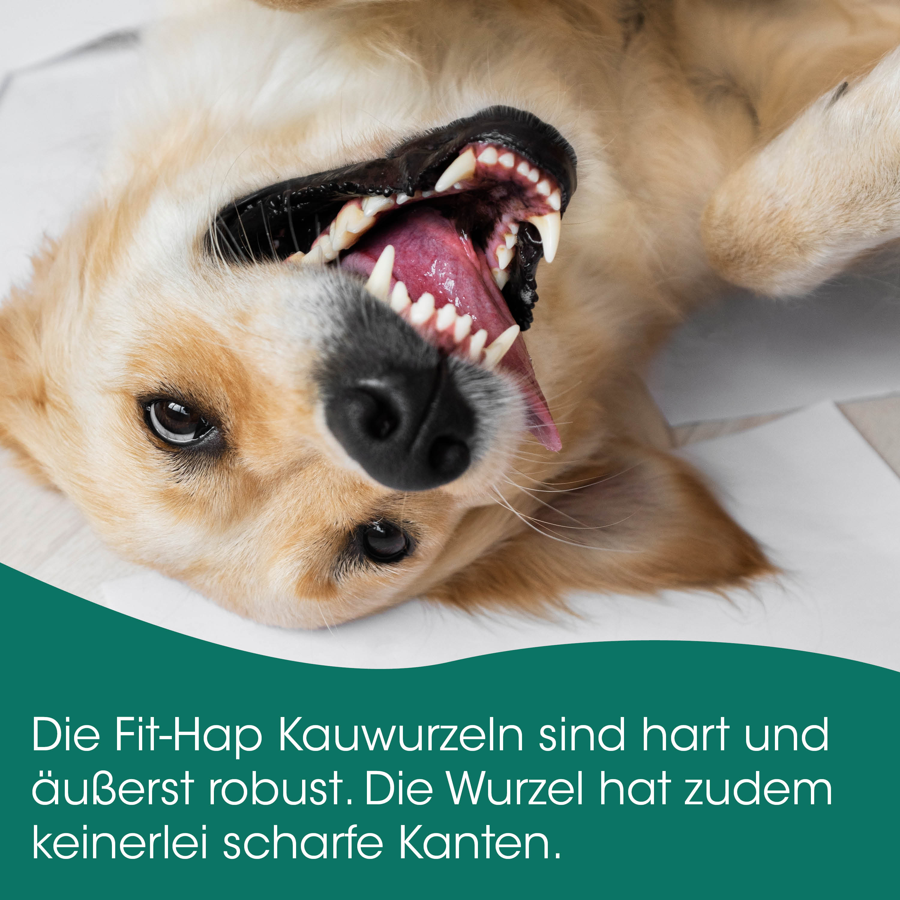 Hund, Zahnreihe, Zahntyp, Tier, Mundgesundheit