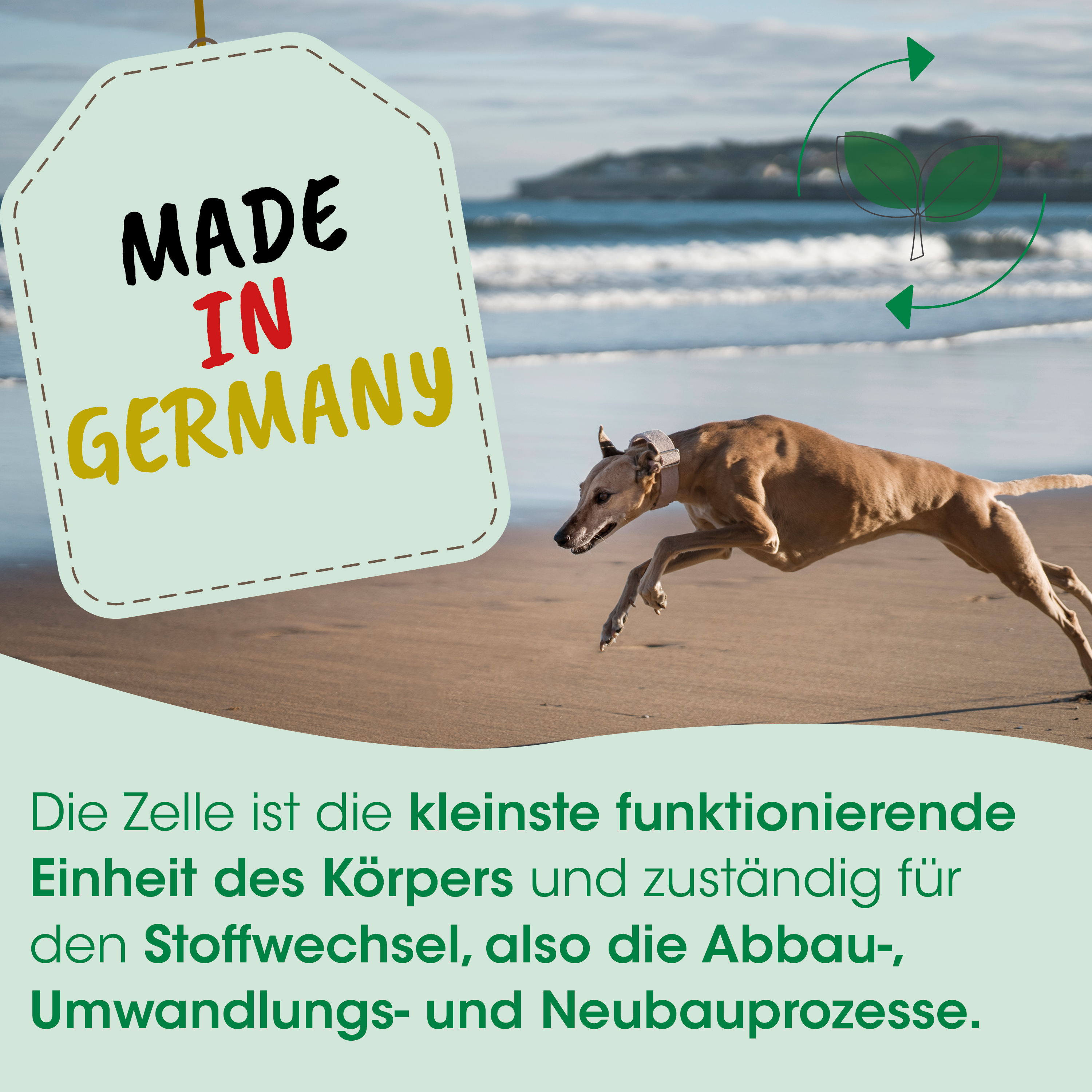 Hund, Lauf, Strand, Schnauze, Branding?