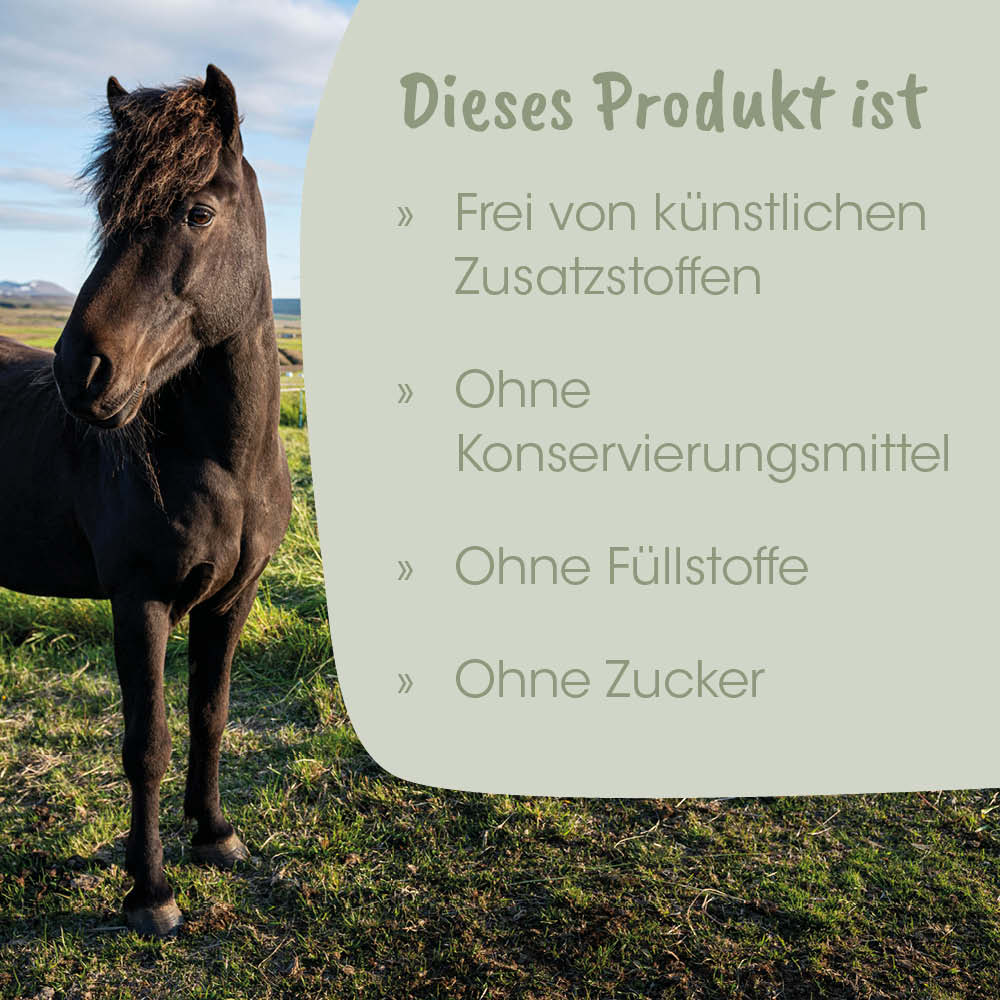 Pferd, Pony, schwarz, Pferdeart, outdoor