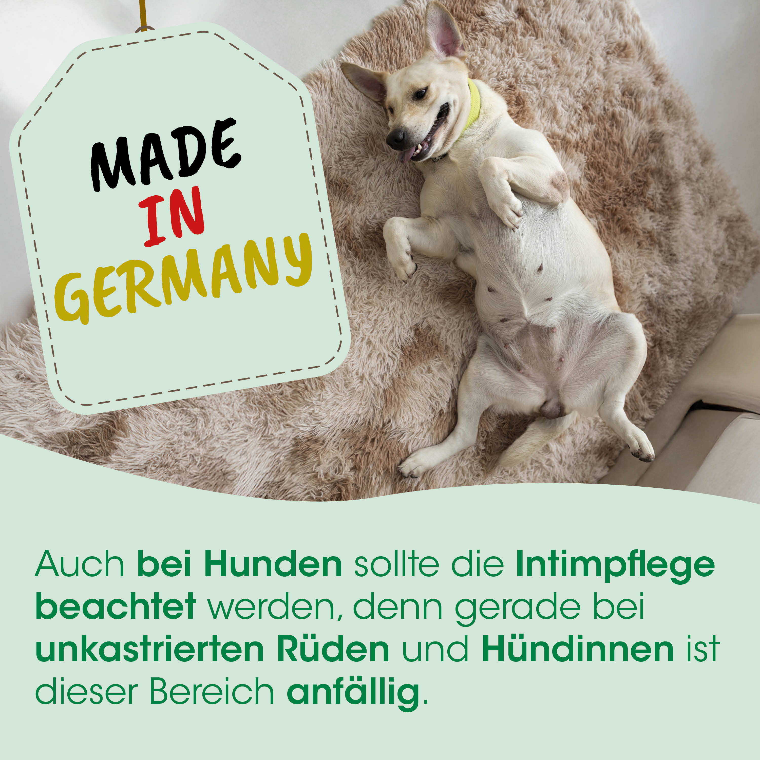 Hund, Tier, Klein(er) Hund, gelbe Halsband, liegen auf Bett